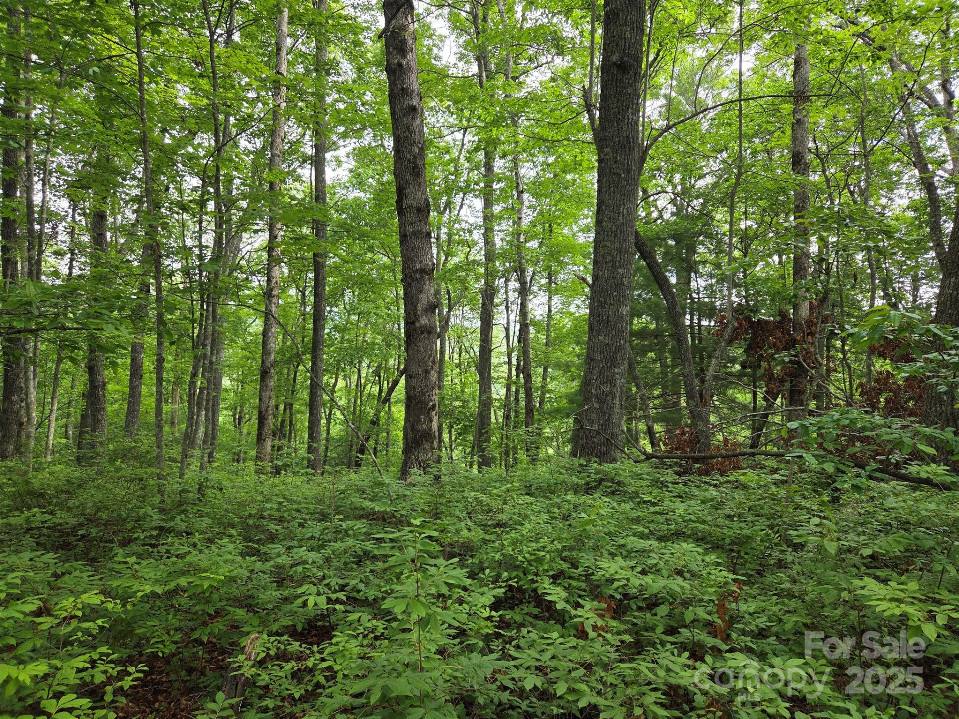 TBD Cedar Lane - Photo 5