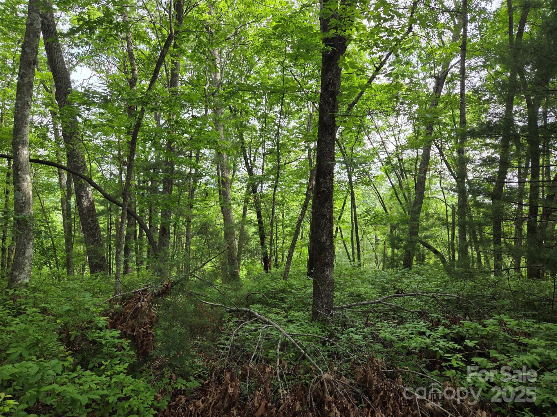 TBD Cedar Lane - Photo 6