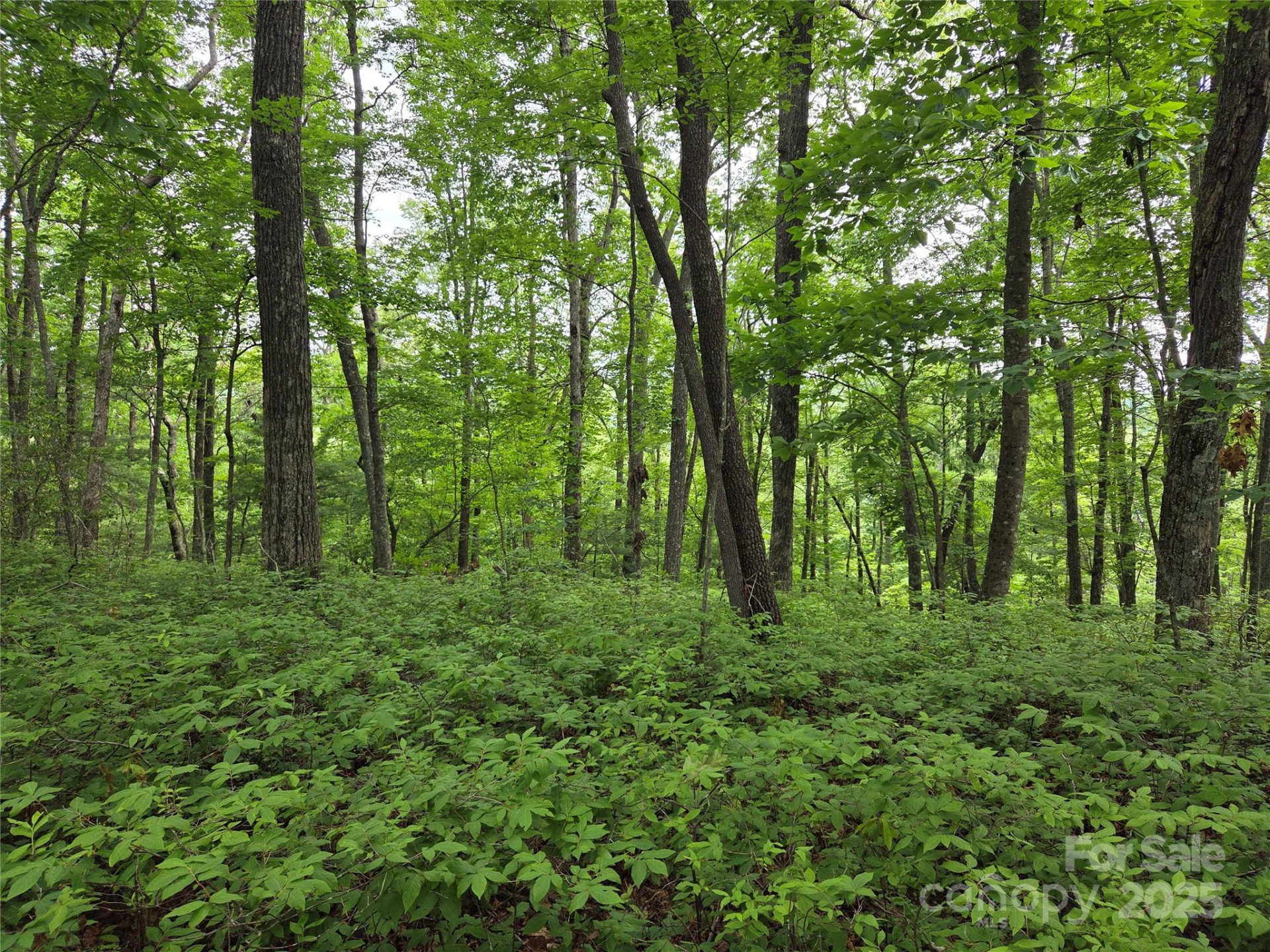 TBD Cedar Lane - Photo 7