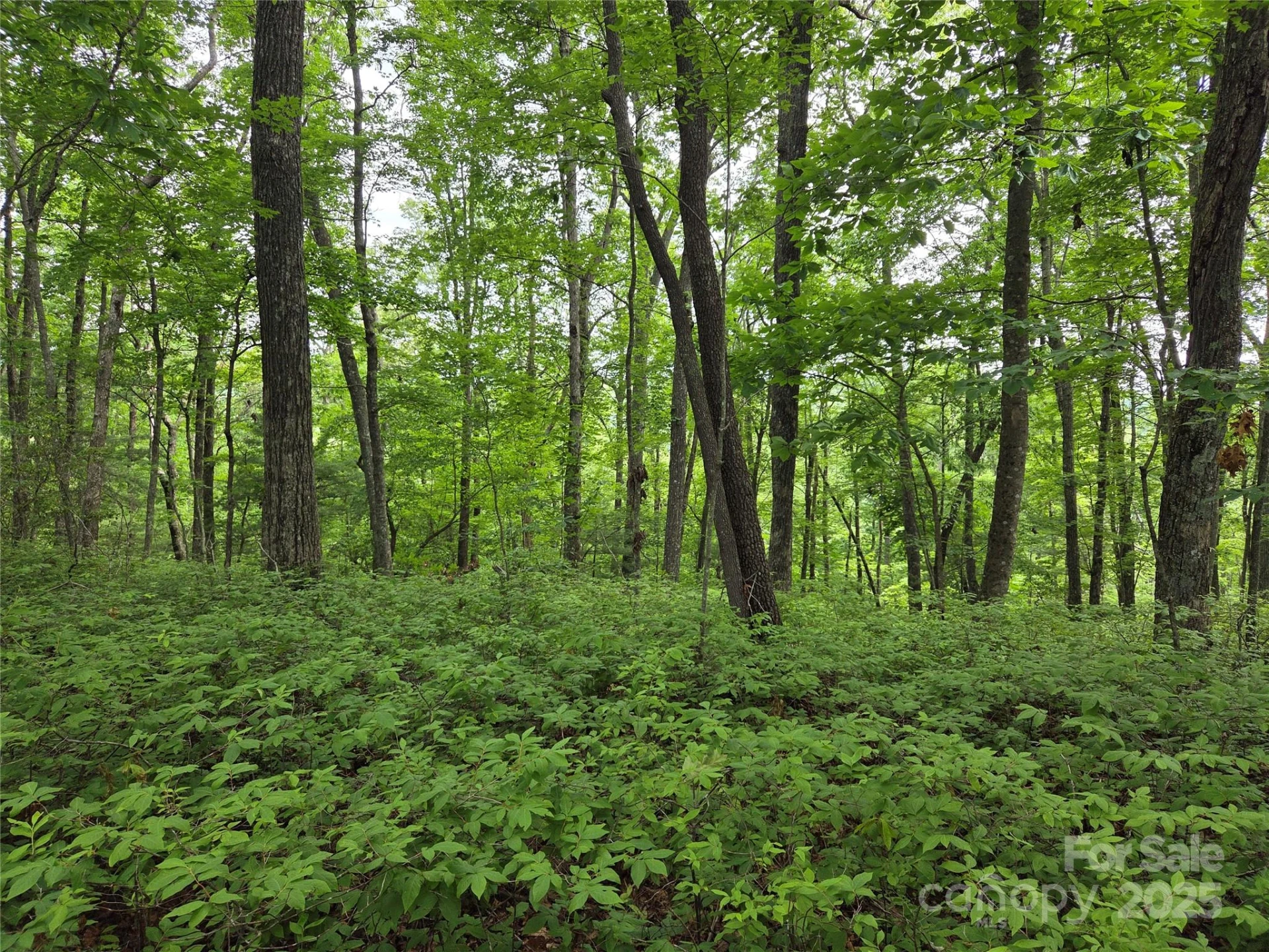 TBD Cedar Lane - Photo 7