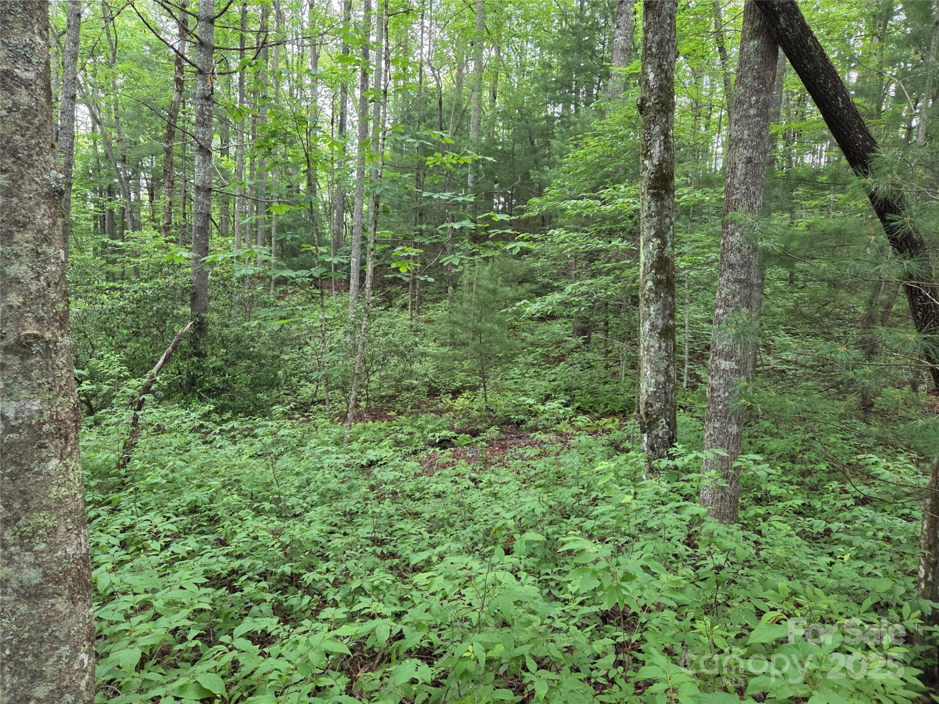 TBD Cedar Lane - Photo 8