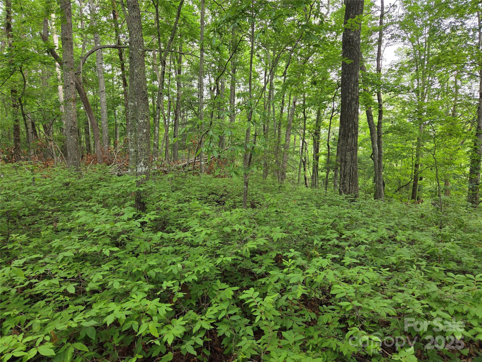 TBD Cedar Lane - Photo 9