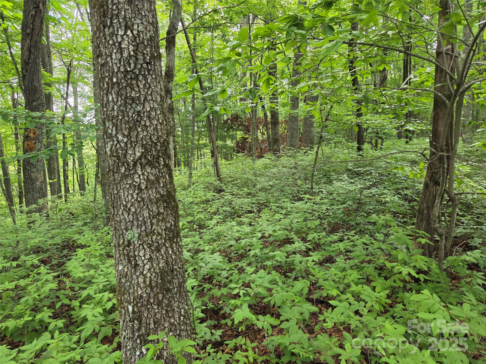 TBD Cedar Lane - Photo 10