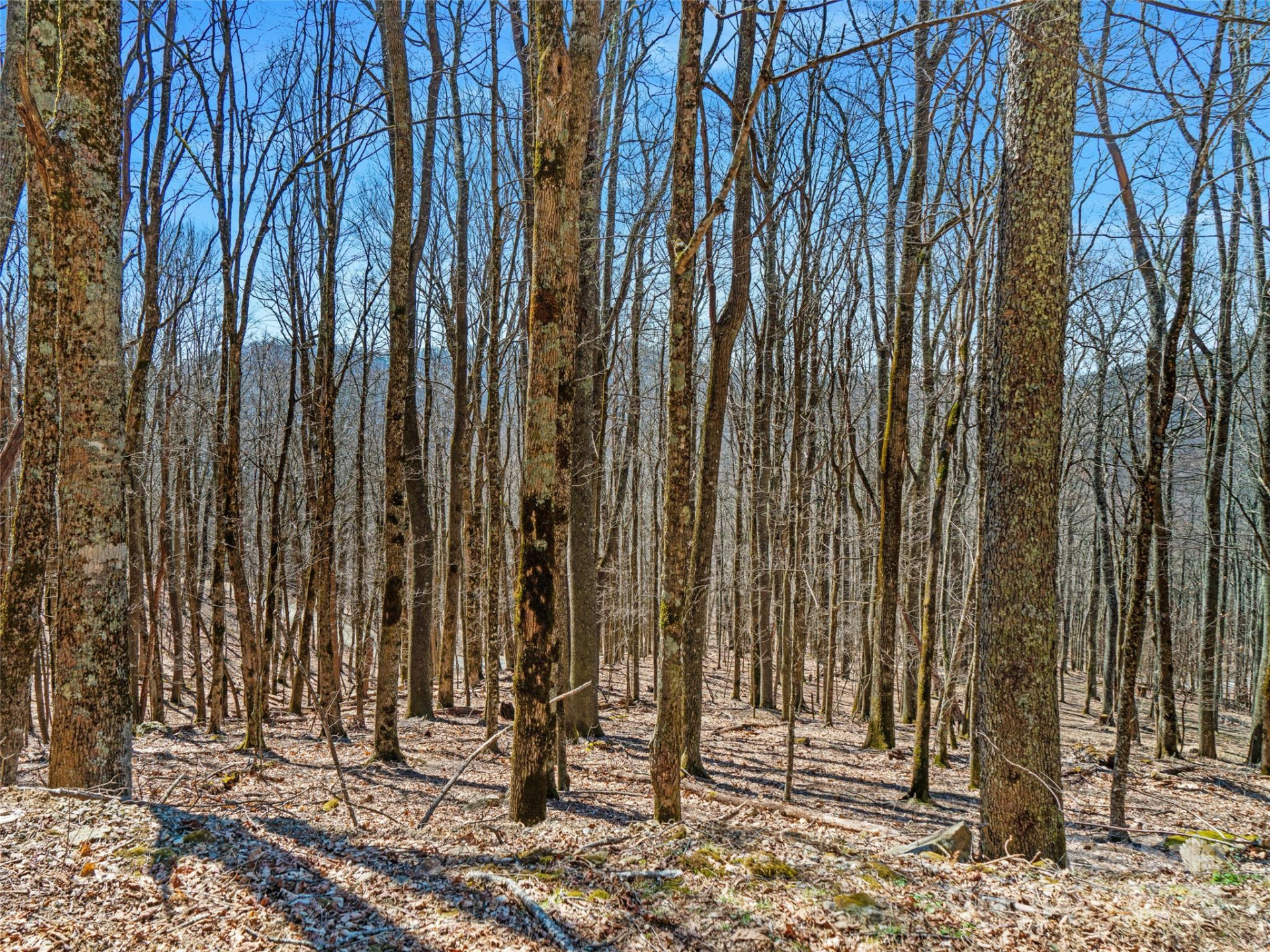 00 Tearshirt Lane #308/309 - Photo 2