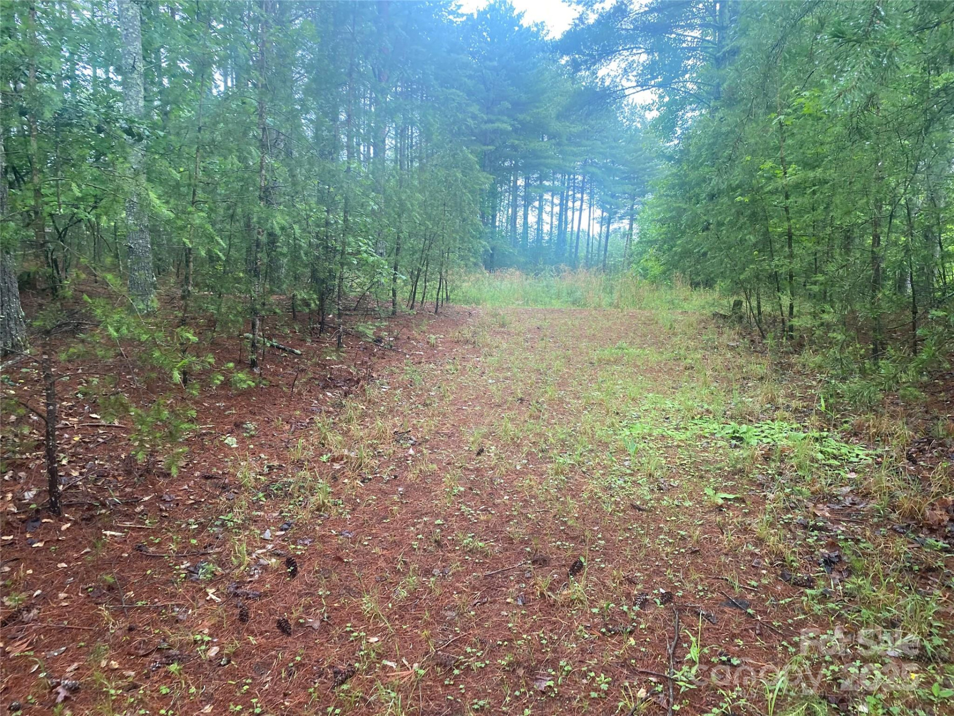 V/L Hunt Camp Drive #59 - Photo 3