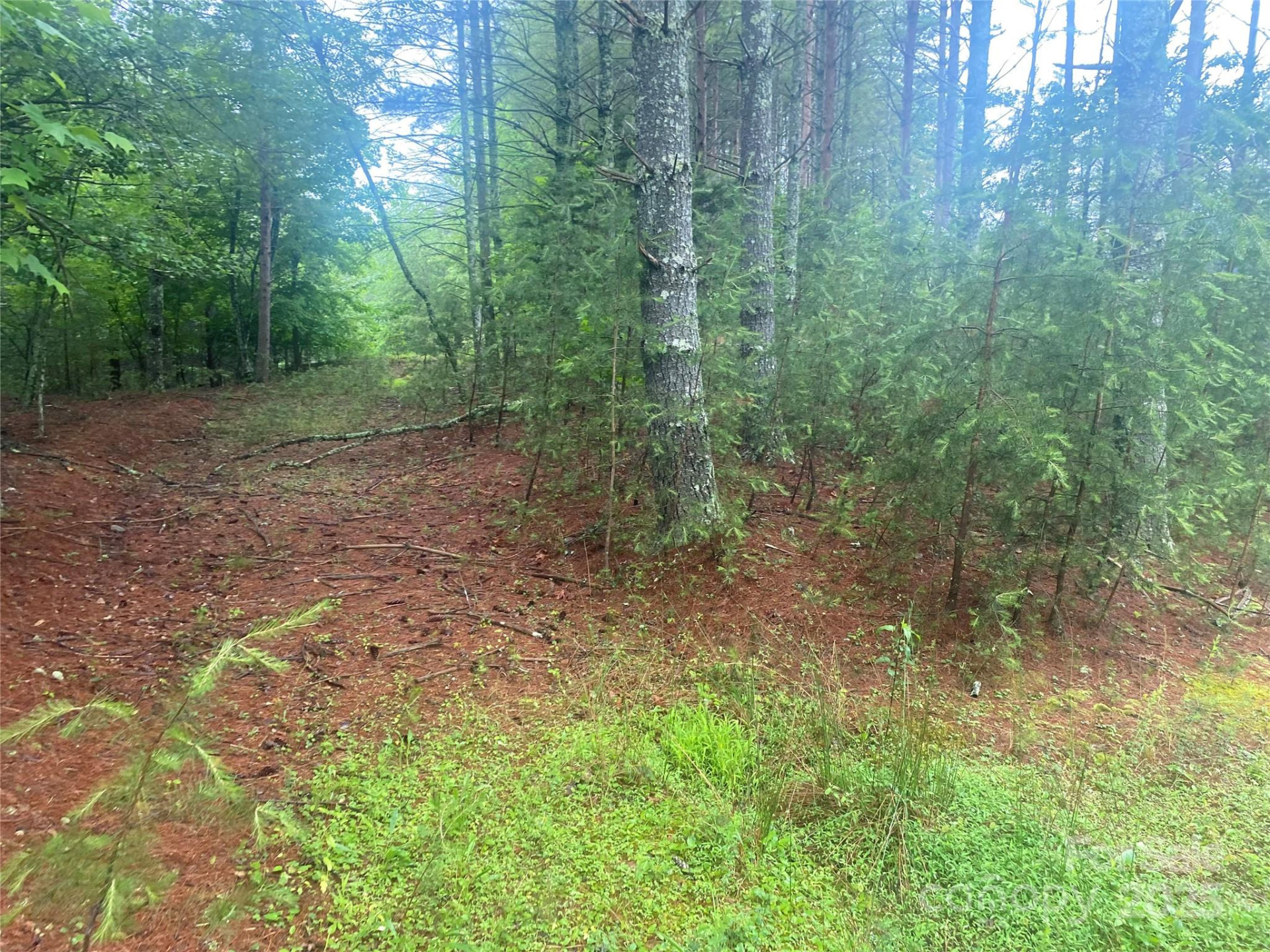 V/L Hunt Camp Drive #59 - Photo 4