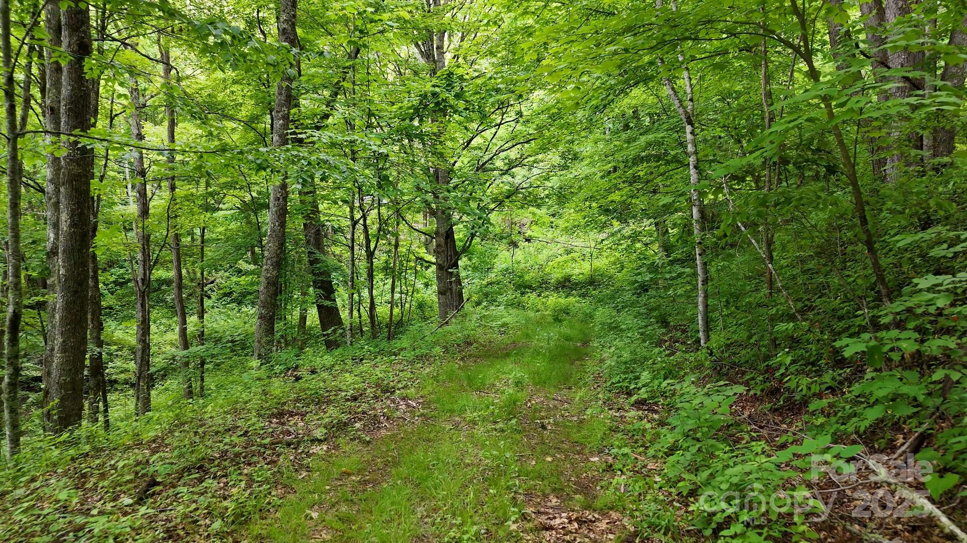 00 Logging Trail - Photo 4