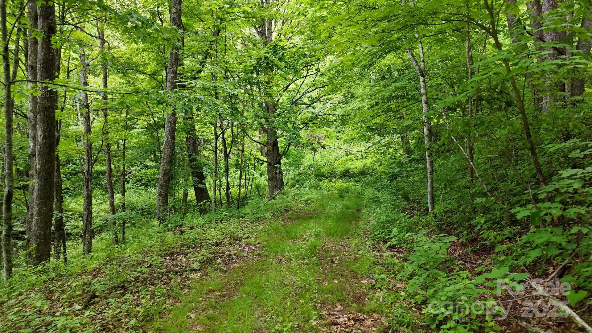 00 Logging Trail - Photo 4