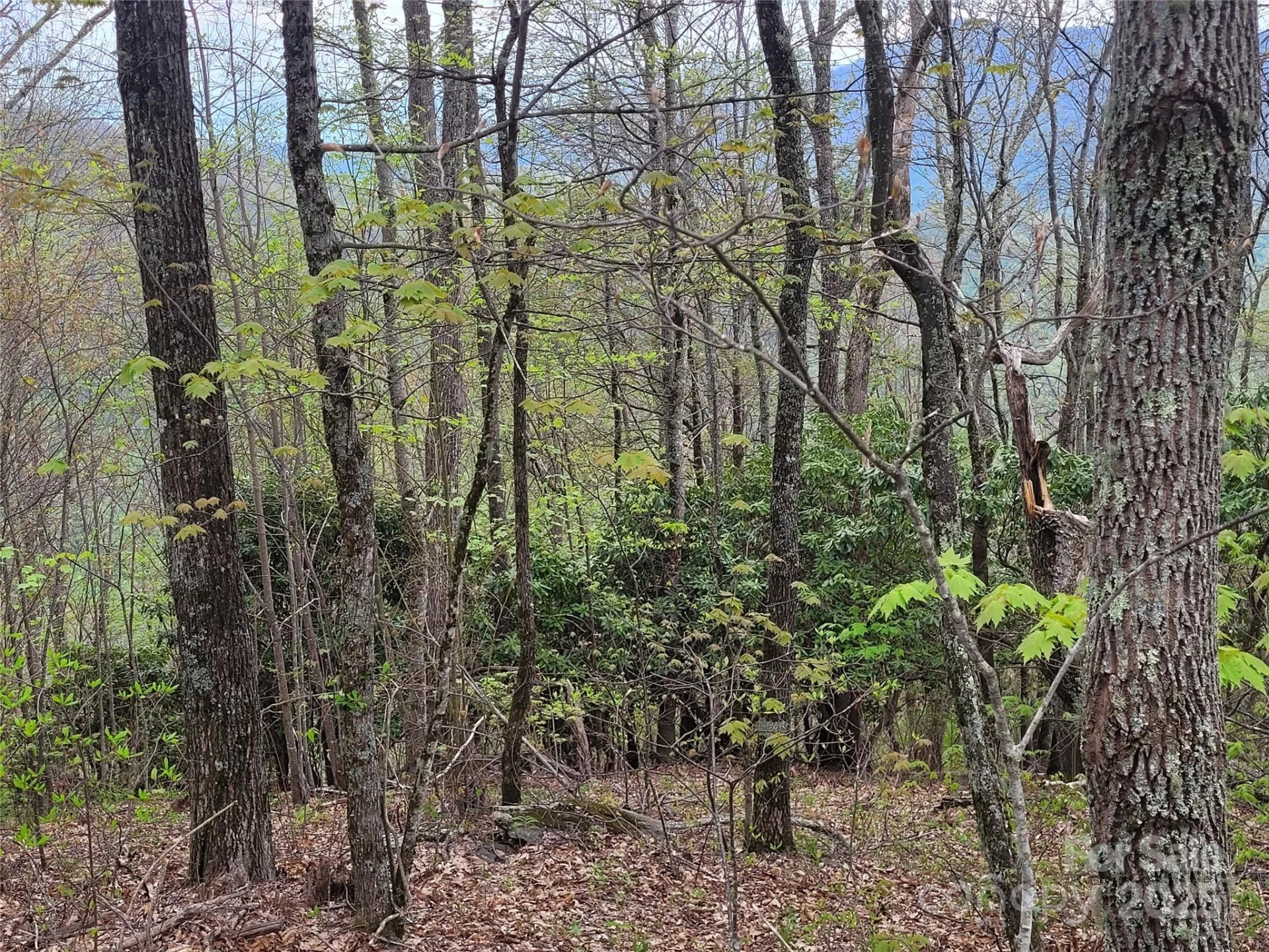00 Logging Trail - Photo 5