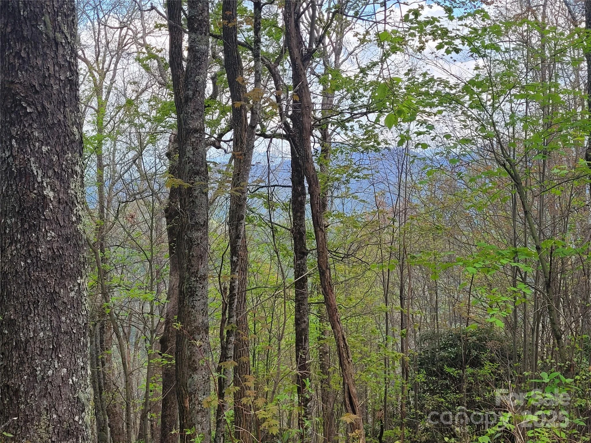 00 Logging Trail - Photo 6
