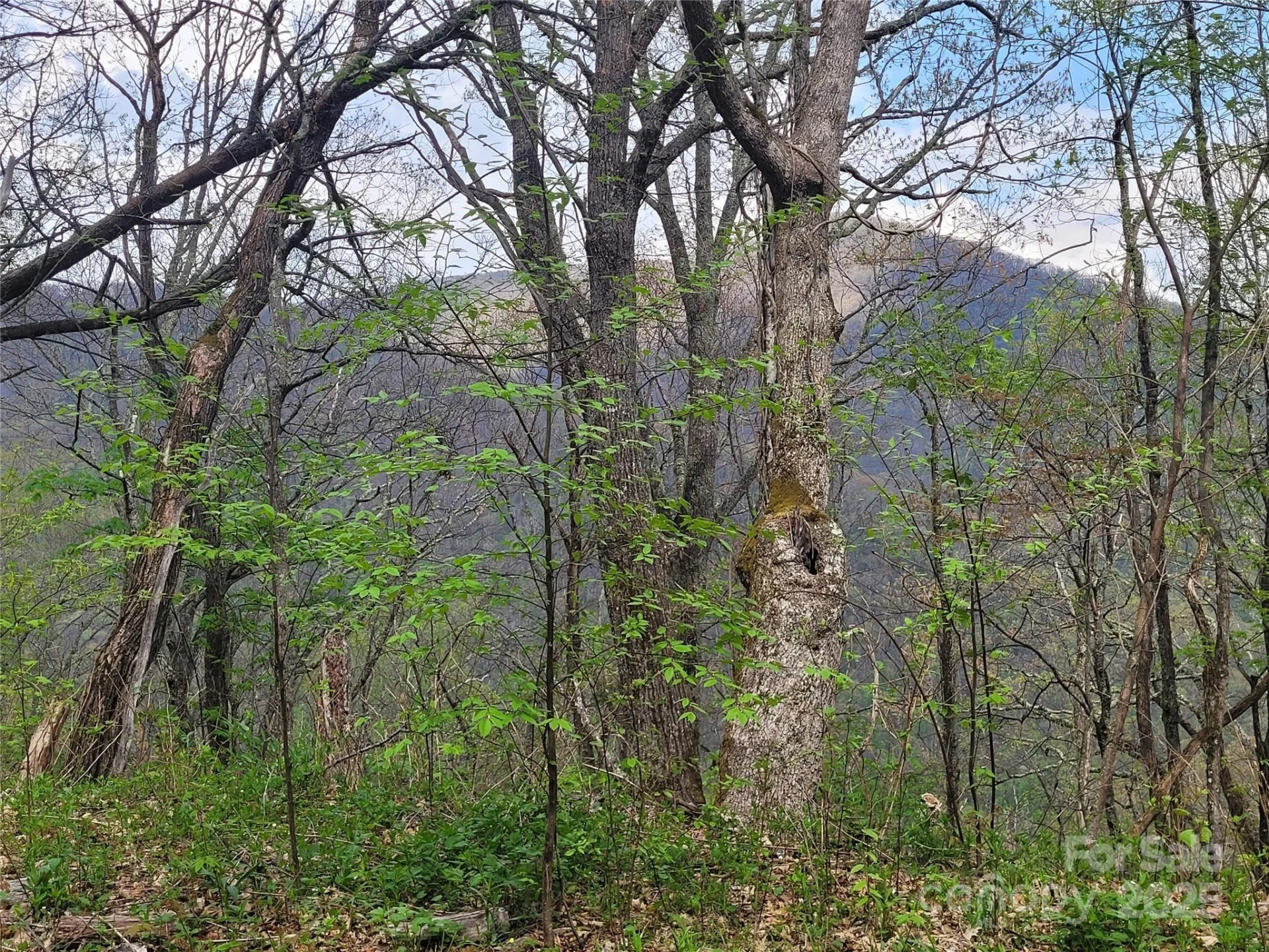 00 Logging Trail - Photo 7