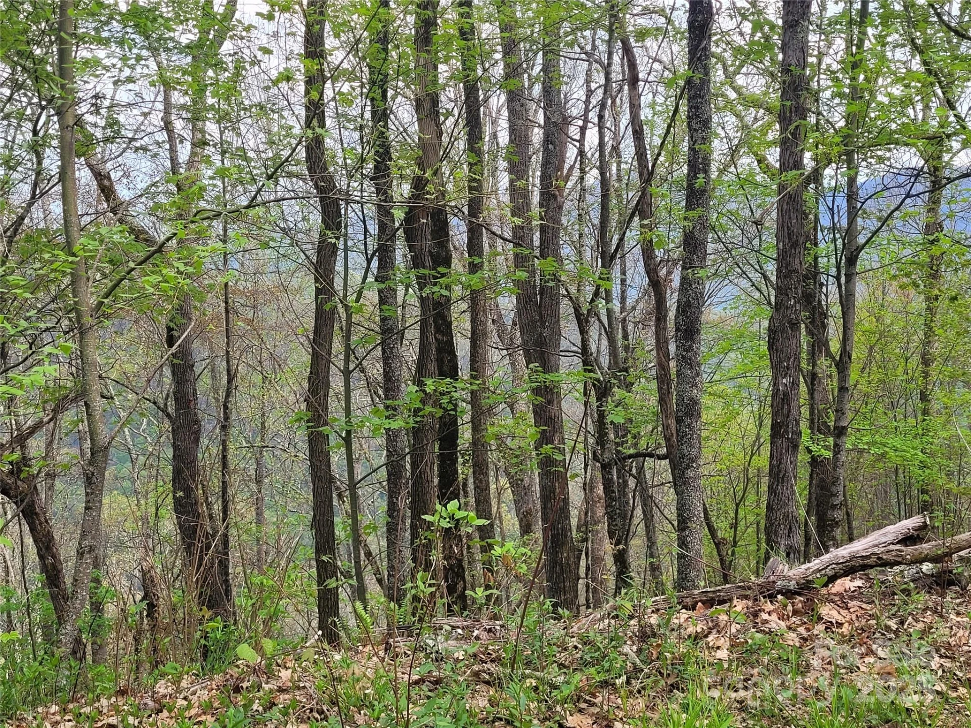 00 Logging Trail - Photo 8