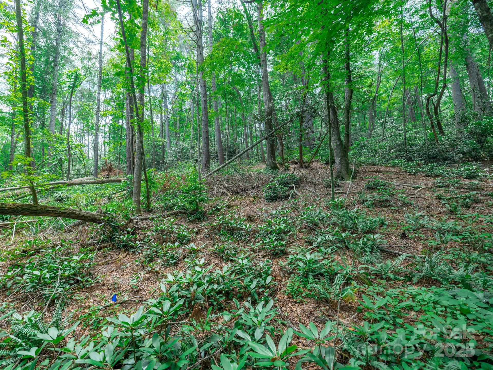 52 Trail Top Drive - Photo 12