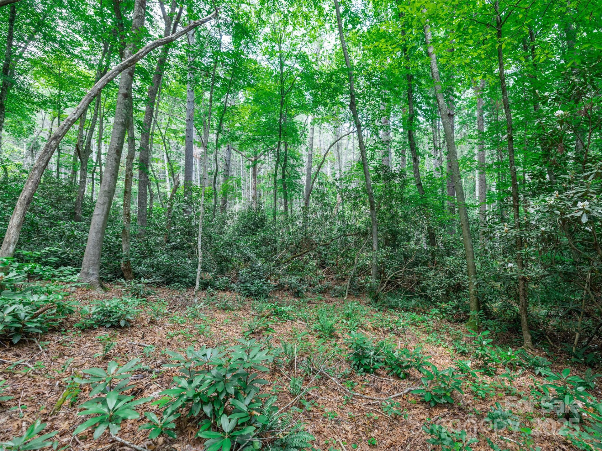 52 Trail Top Drive - Photo 14