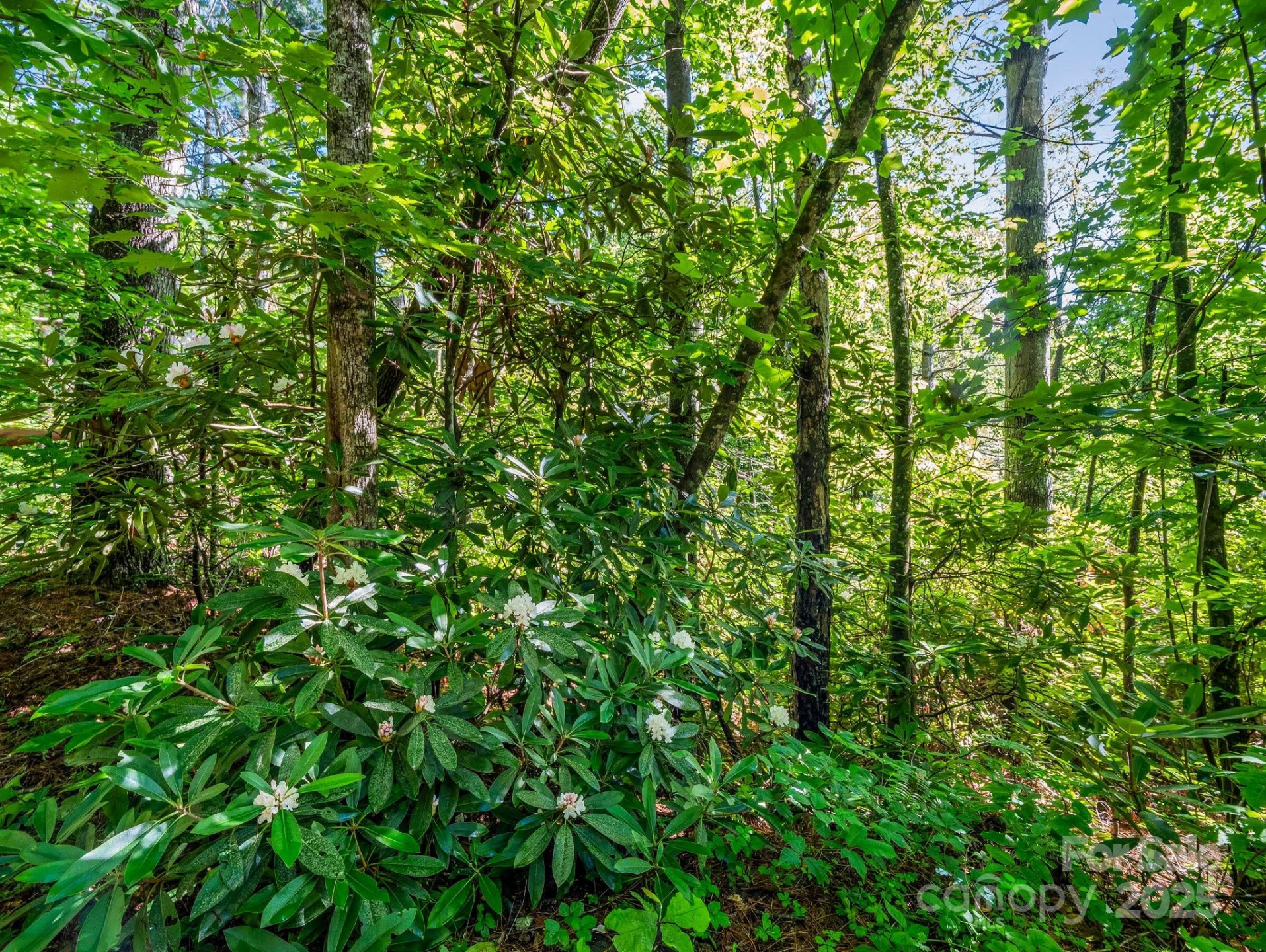 TBD Climbing Road - Photo 3