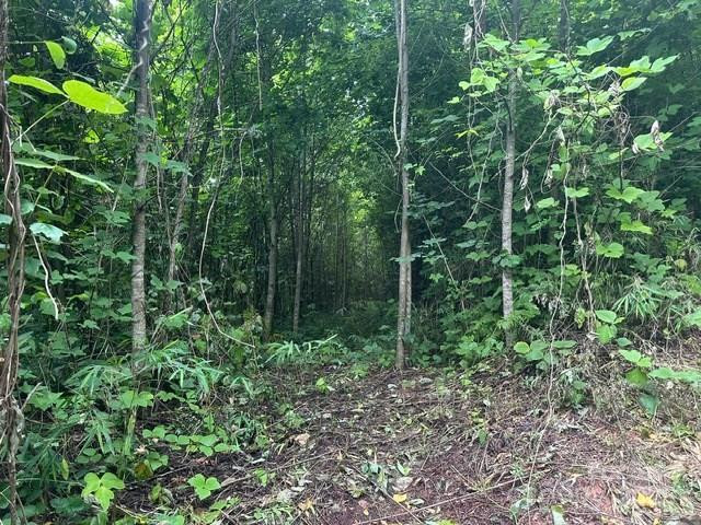 0 Cope Creek Road - Photo 6