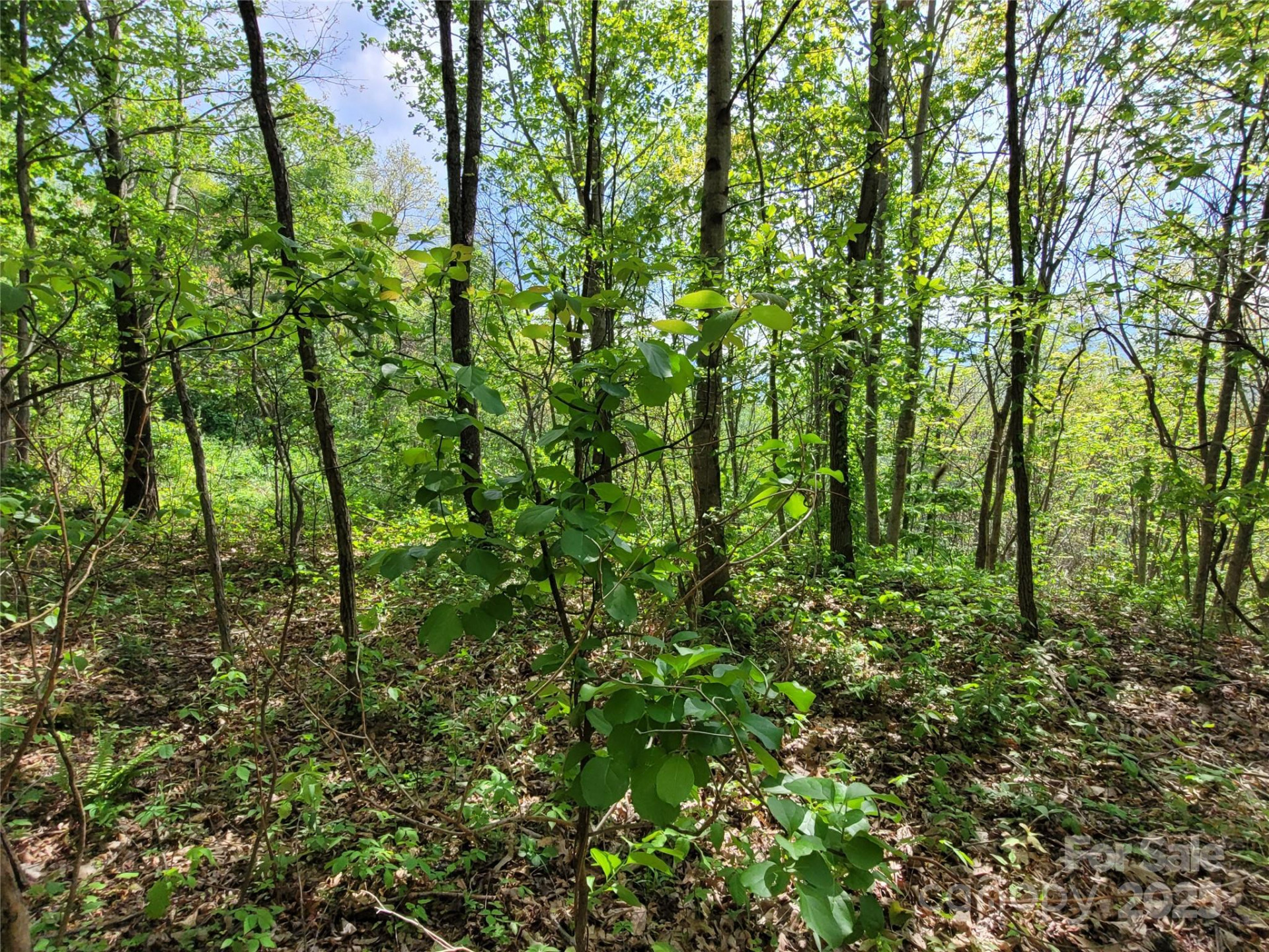 00 Liner Cove Road #1 - Photo 4