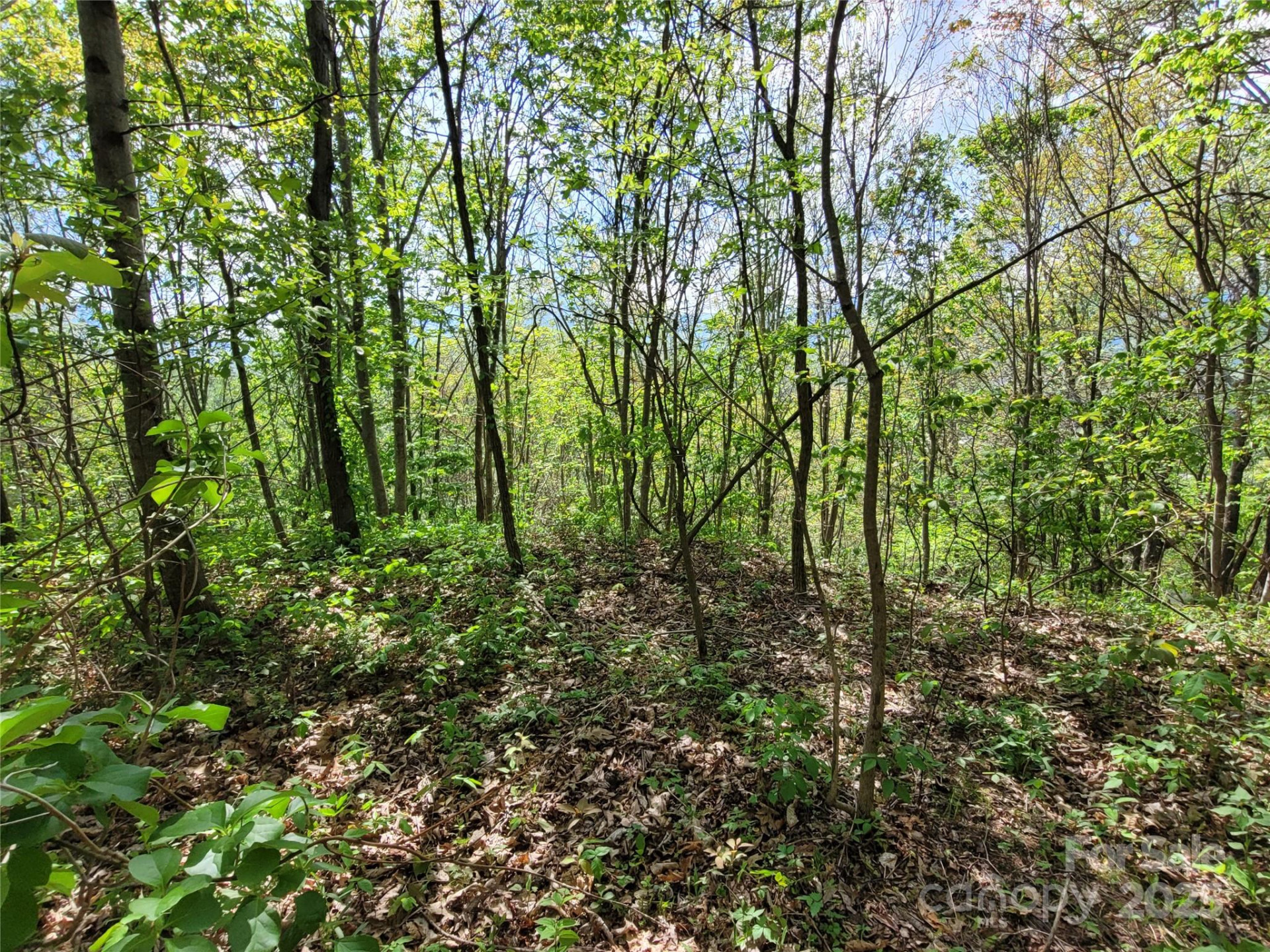 00 Liner Cove Road #1 - Photo 5