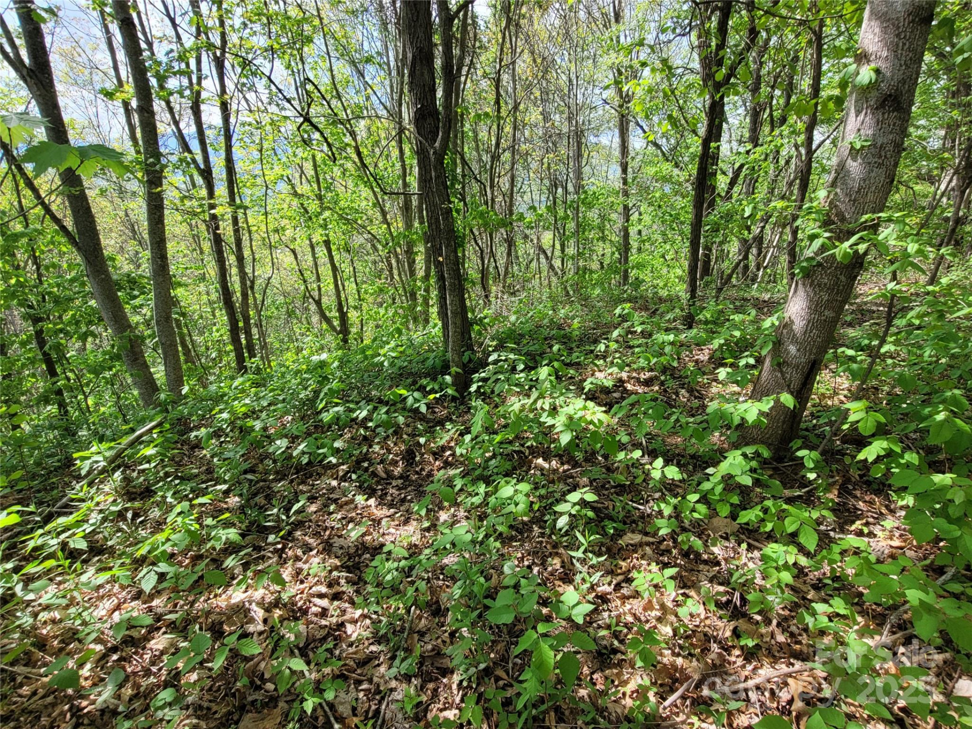 00 Liner Cove Road #1 - Photo 7