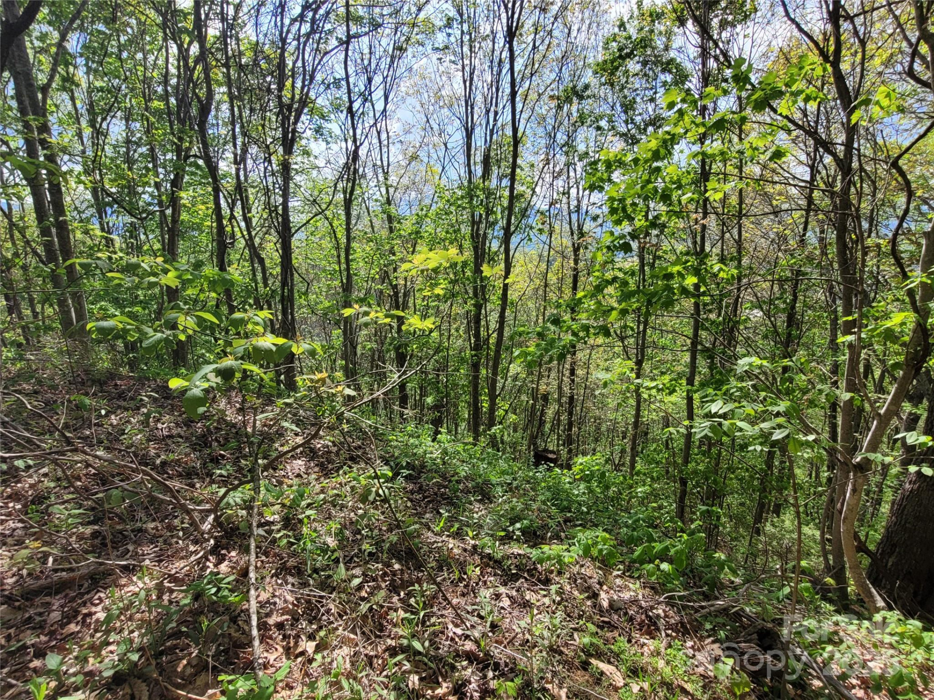 00 Liner Cove Road #1 - Photo 8