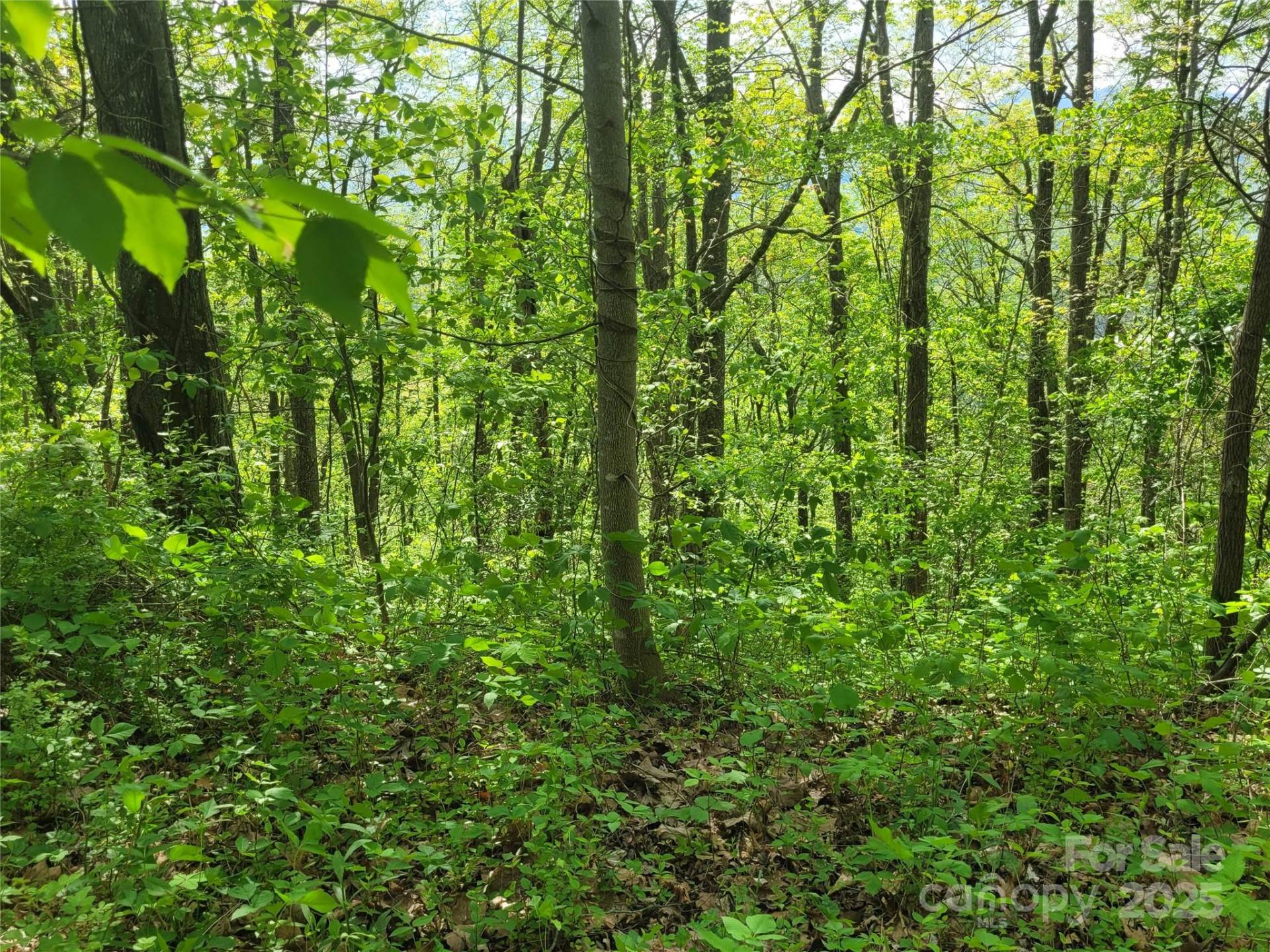 00 Liner Cove Road #2 - Photo 5