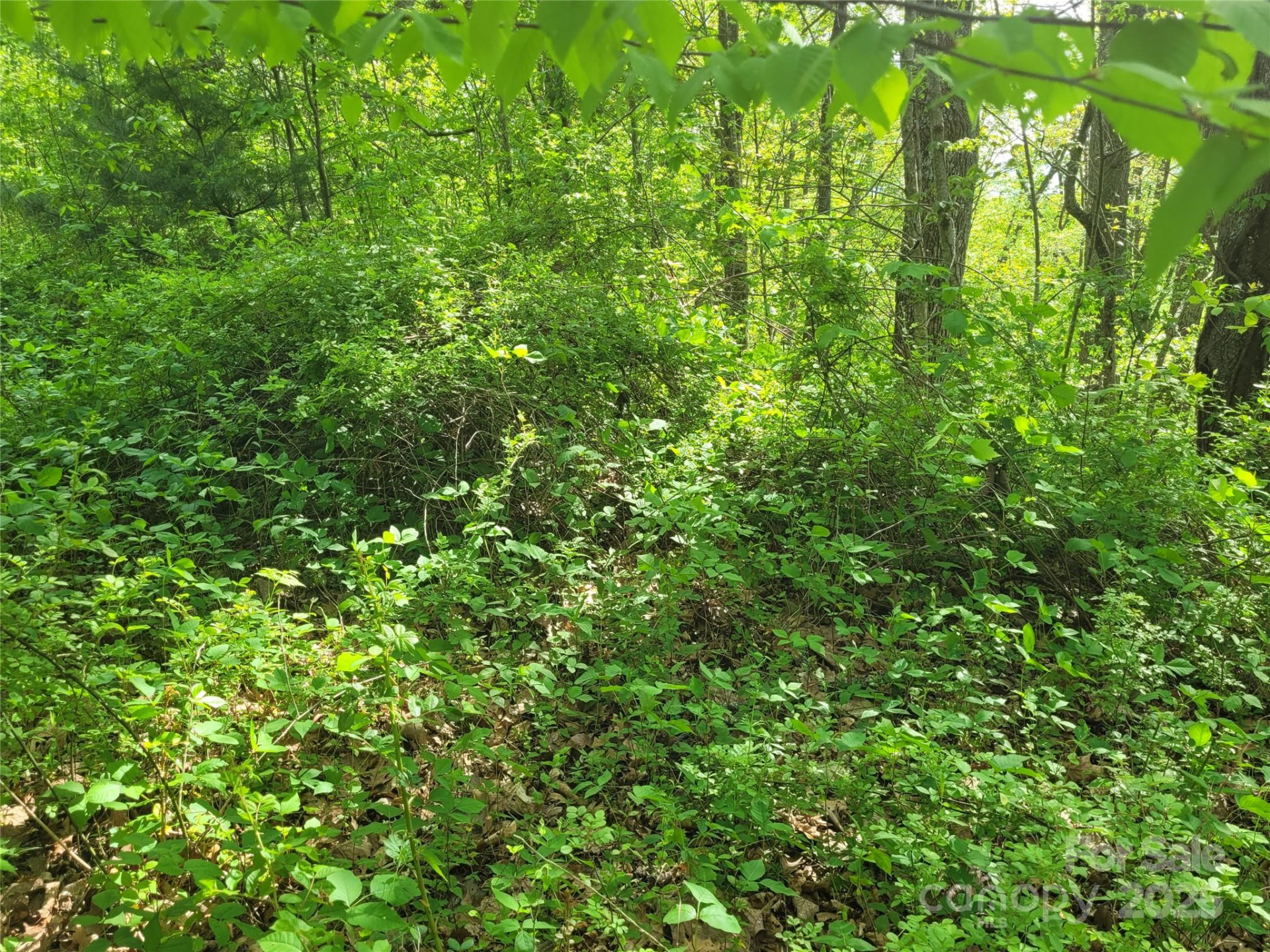 00 Liner Cove Road #2 - Photo 6