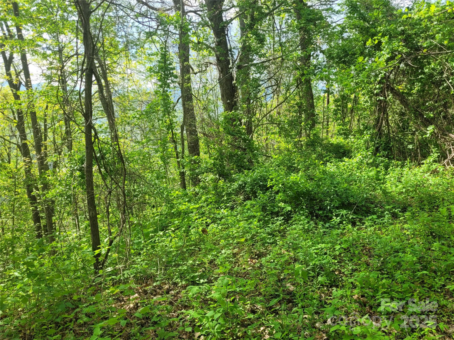 00 Liner Cove Road #2 - Photo 8