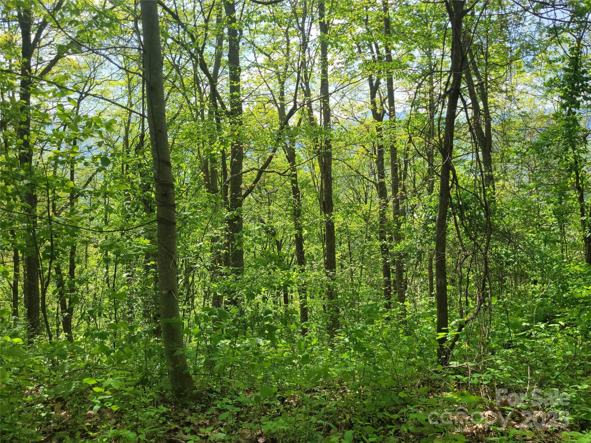 00 Liner Cove Road #2 - Photo 9