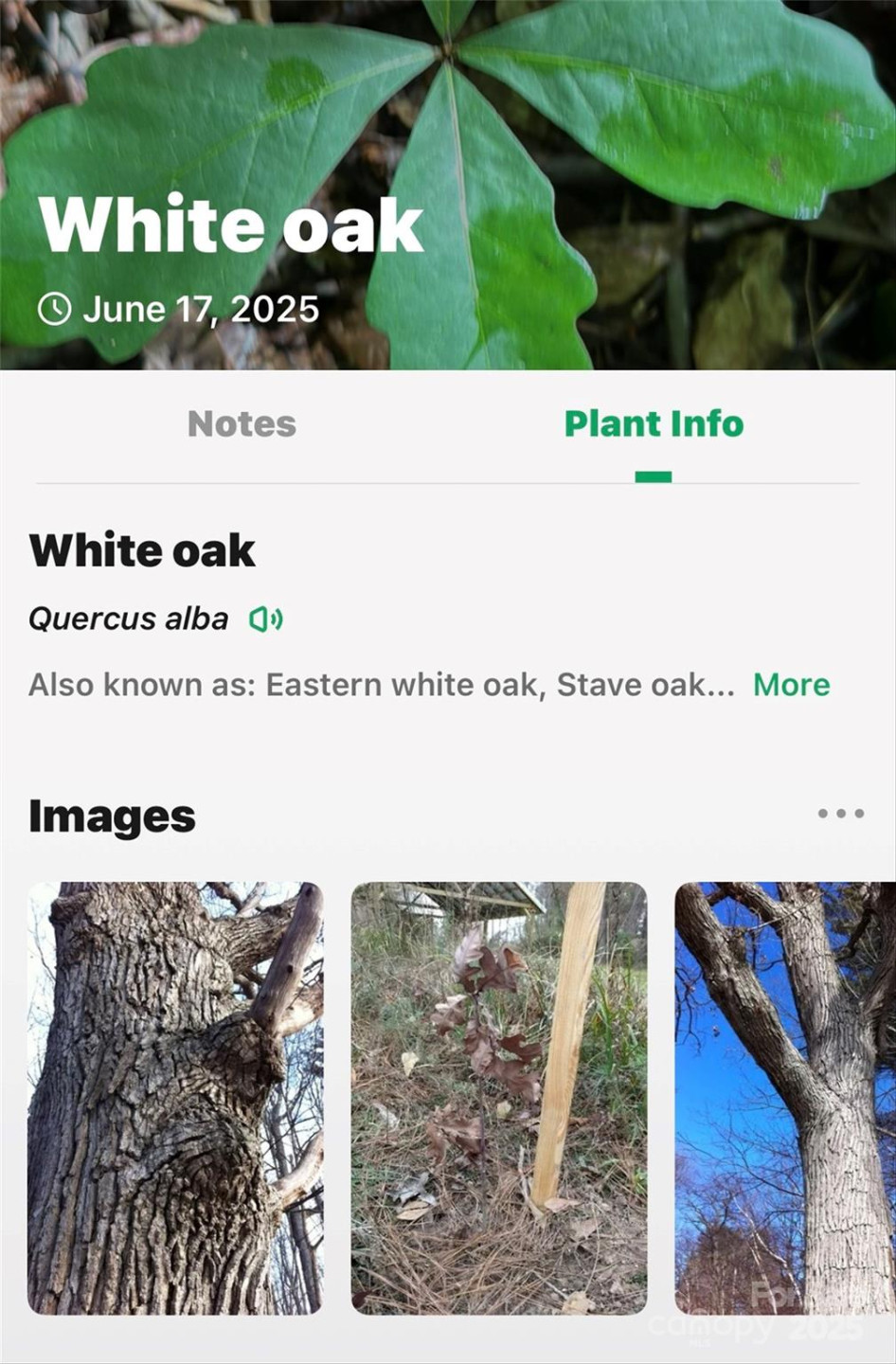 Lot # 77 Hunnicut Spur Road - Photo 21