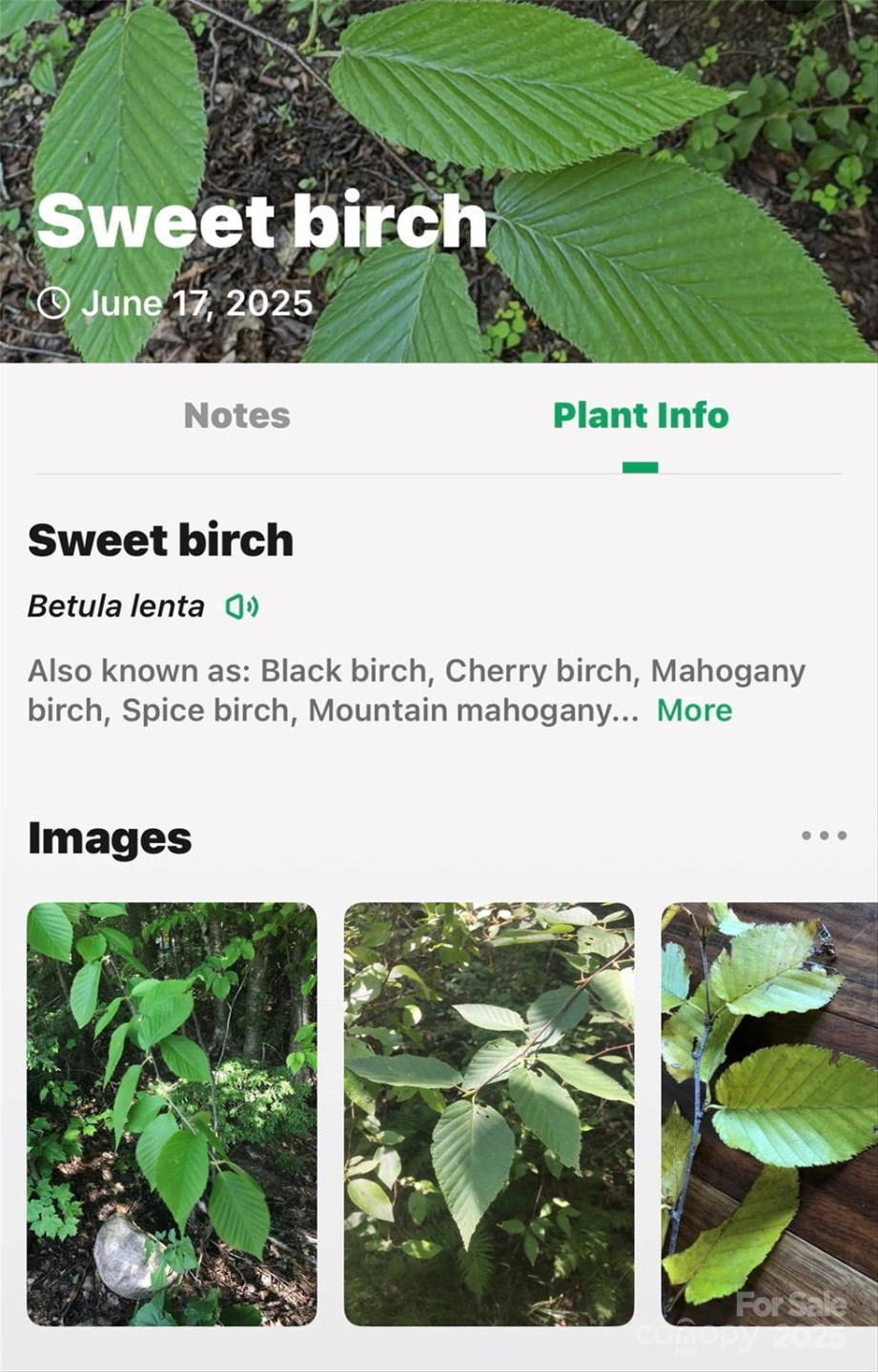 Lot # 77 Hunnicut Spur Road - Photo 27