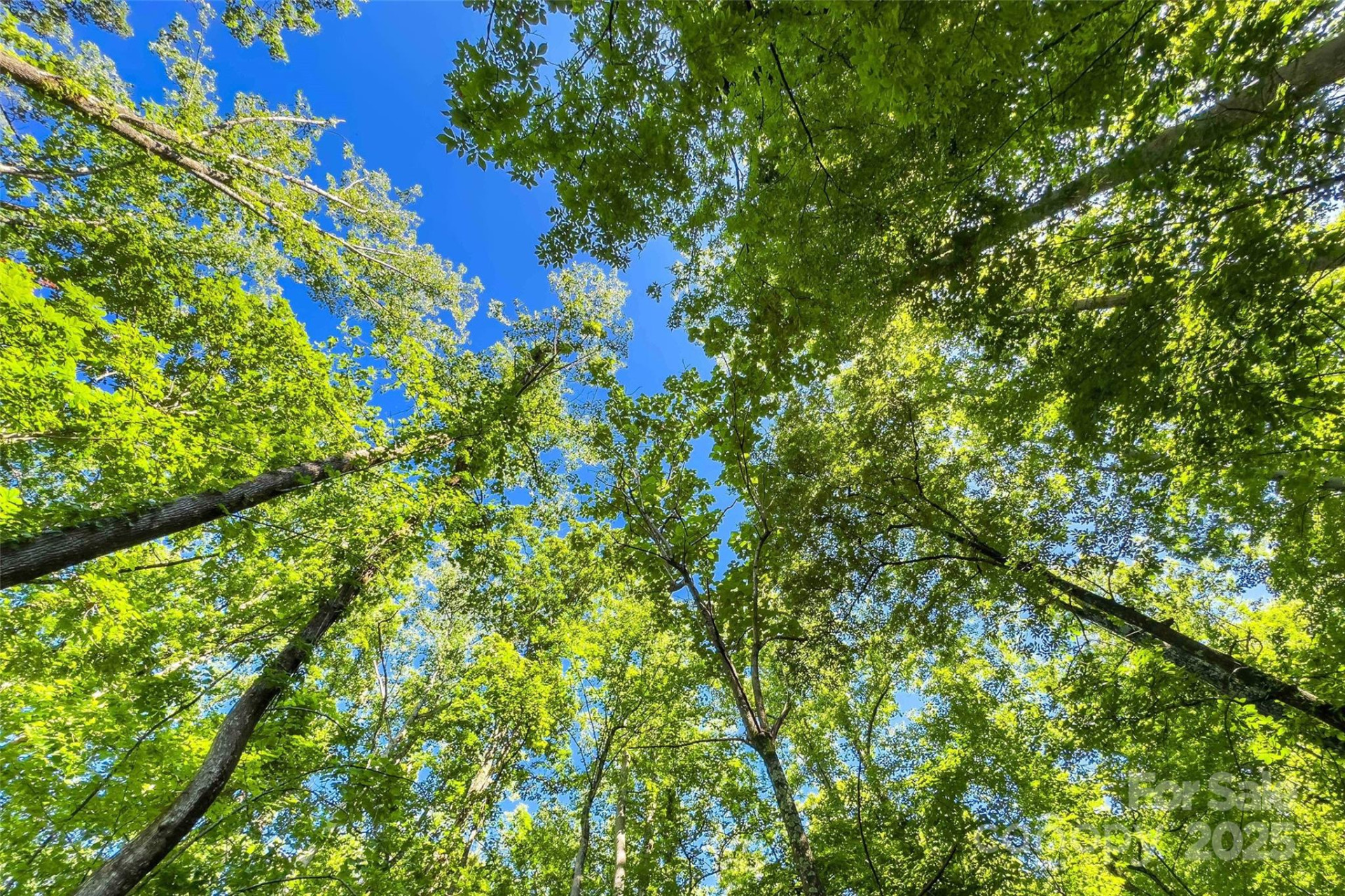 Lot # 77 Hunnicut Spur Road - Photo 7