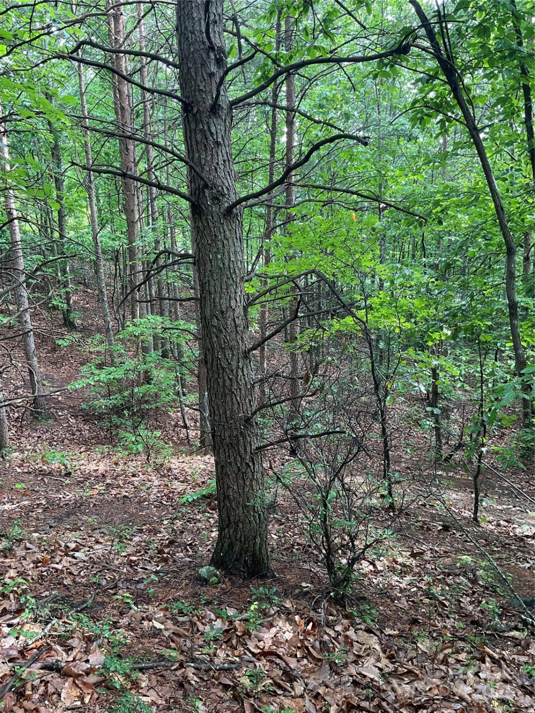 0 Pineknoll Drive - Photo 11