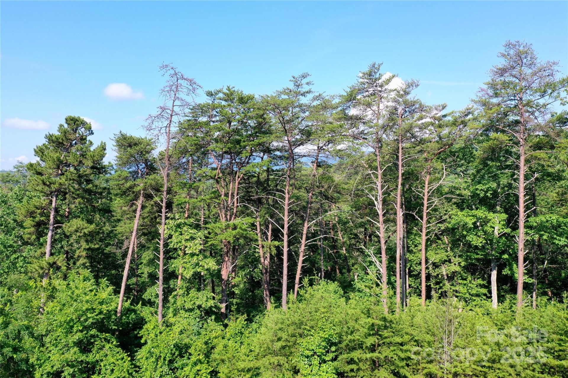 241 Rock Ledge Drive - Photo 5