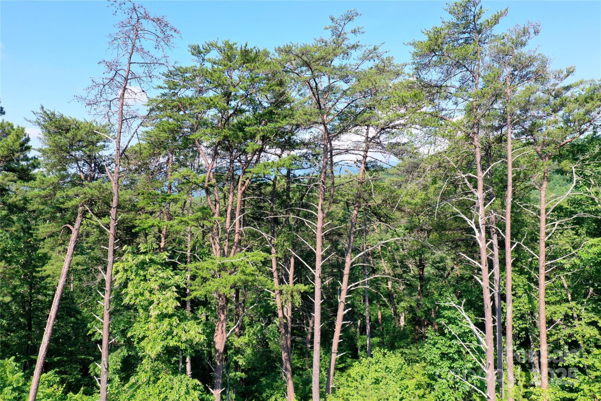 241 Rock Ledge Drive - Photo 8