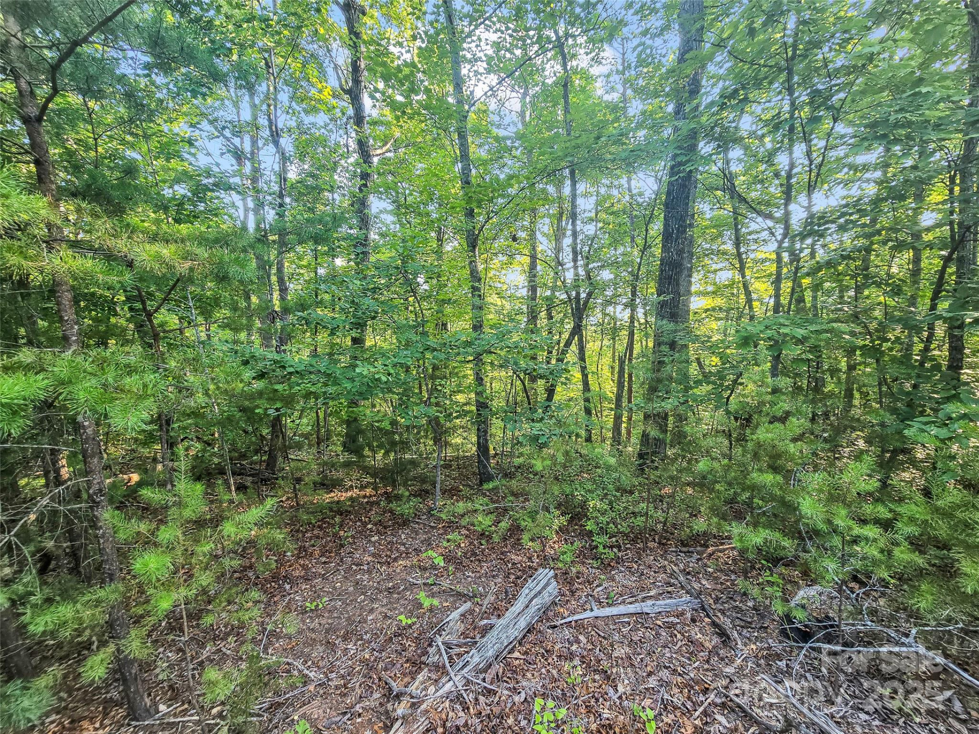 0 Forest Country Drive #Lot 49 - Photo 5
