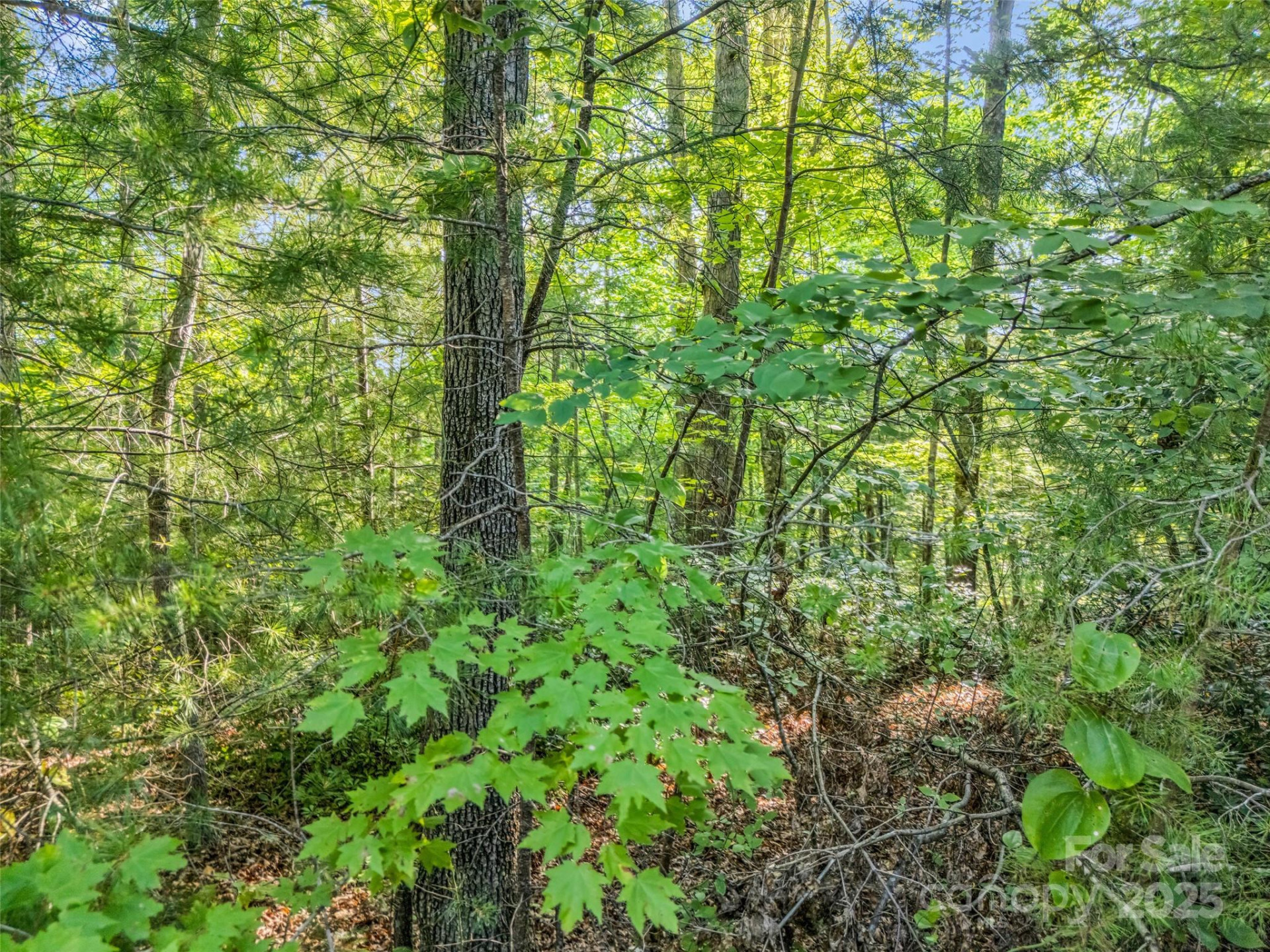 0 Forest Country Drive #Lot 49 - Photo 8