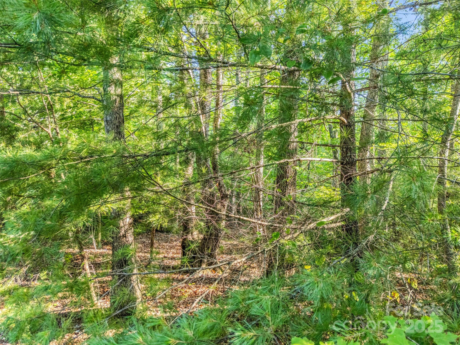 0 Forest Country Drive #Lot 49 - Photo 9