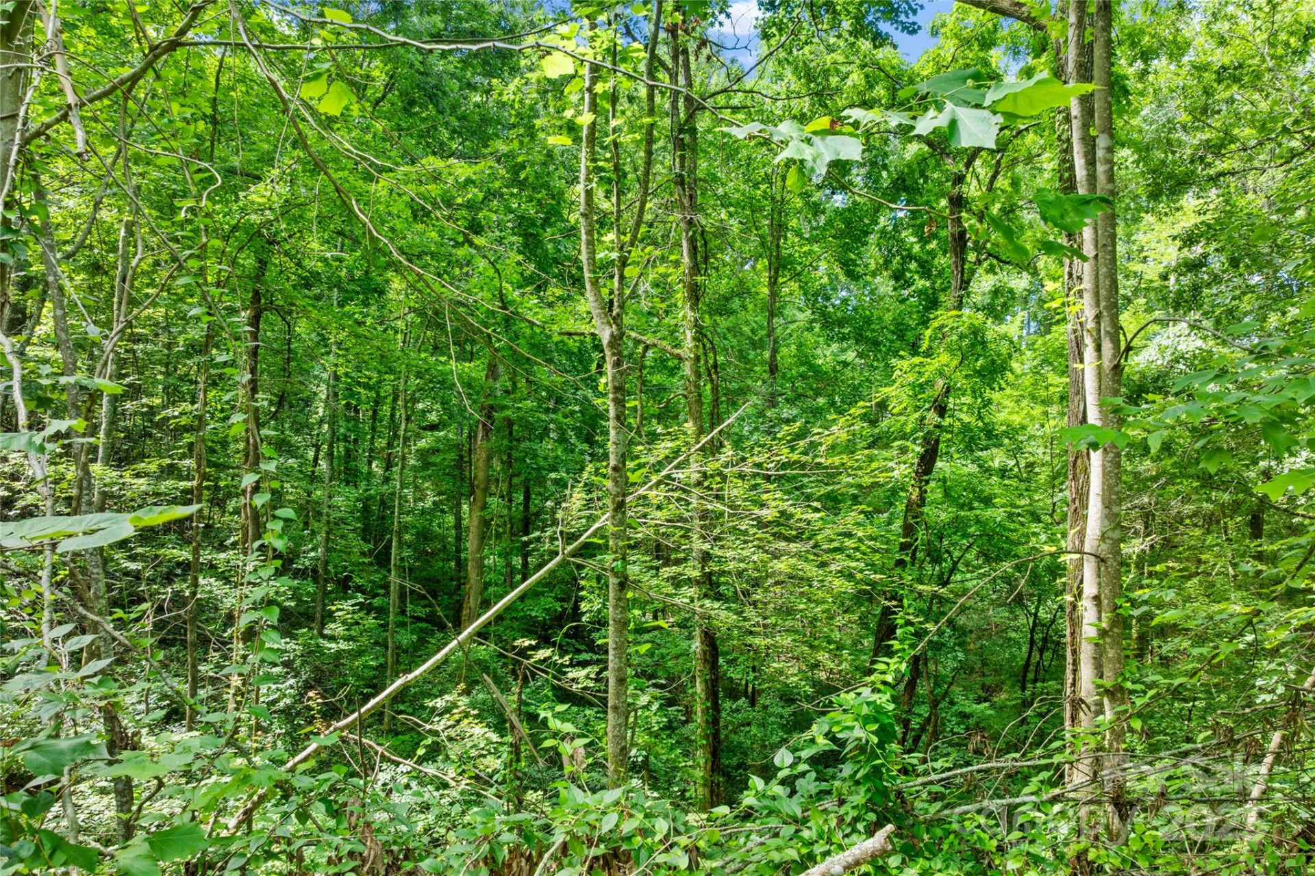 TBD Bear River Lodge Trail #132 - Photo 23