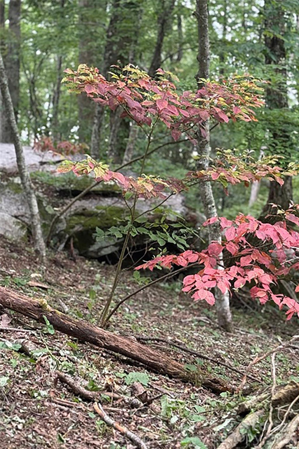 000 Laurel Ledge Way #23 - Photo 17