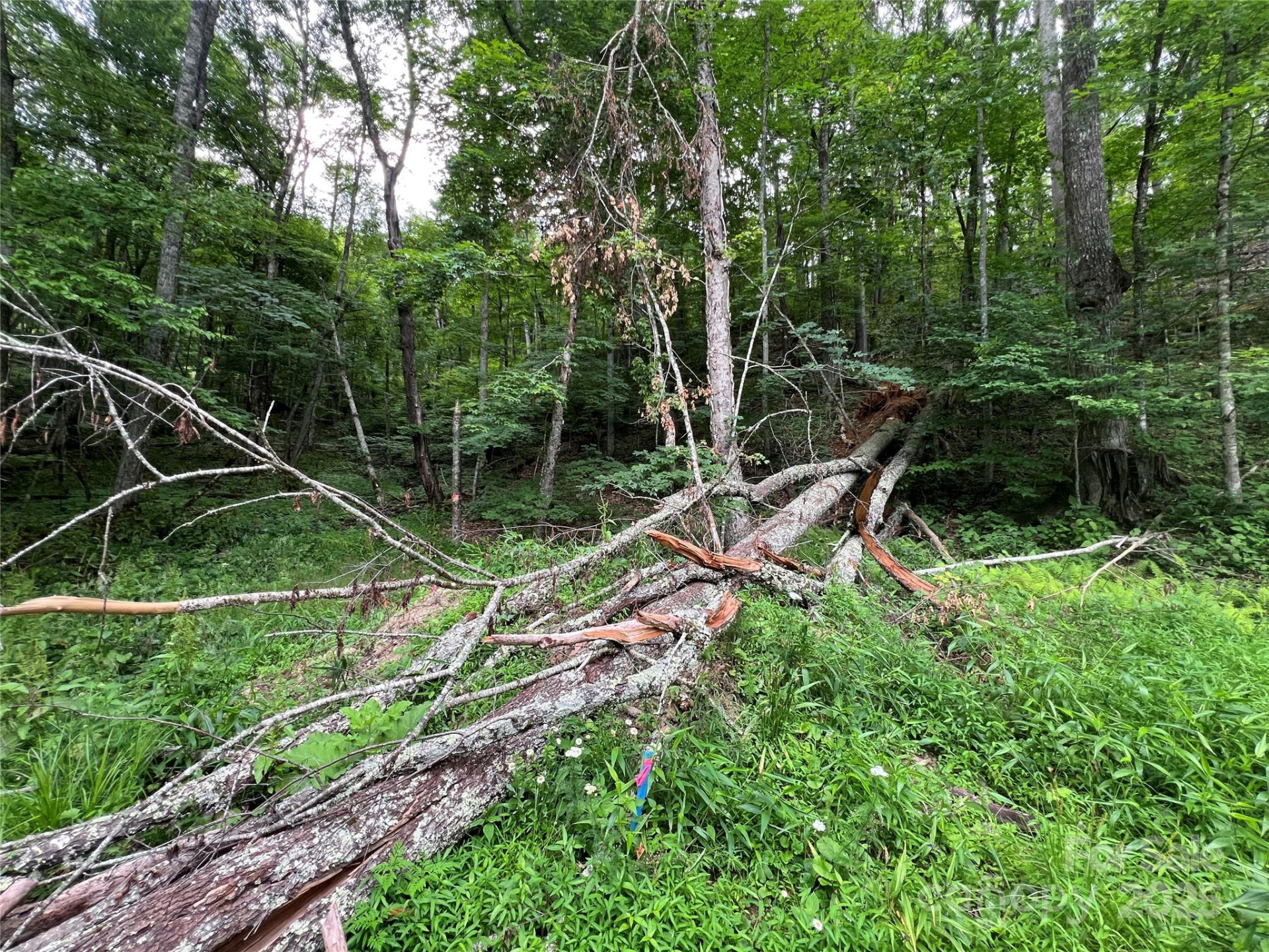 0 Chestnut Lane #Lot 84 - Photo 10