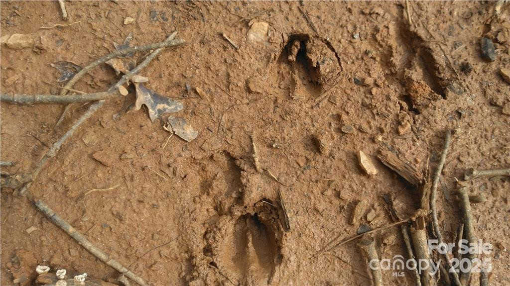 99999 Old Yellow Mountain Road - Photo 14