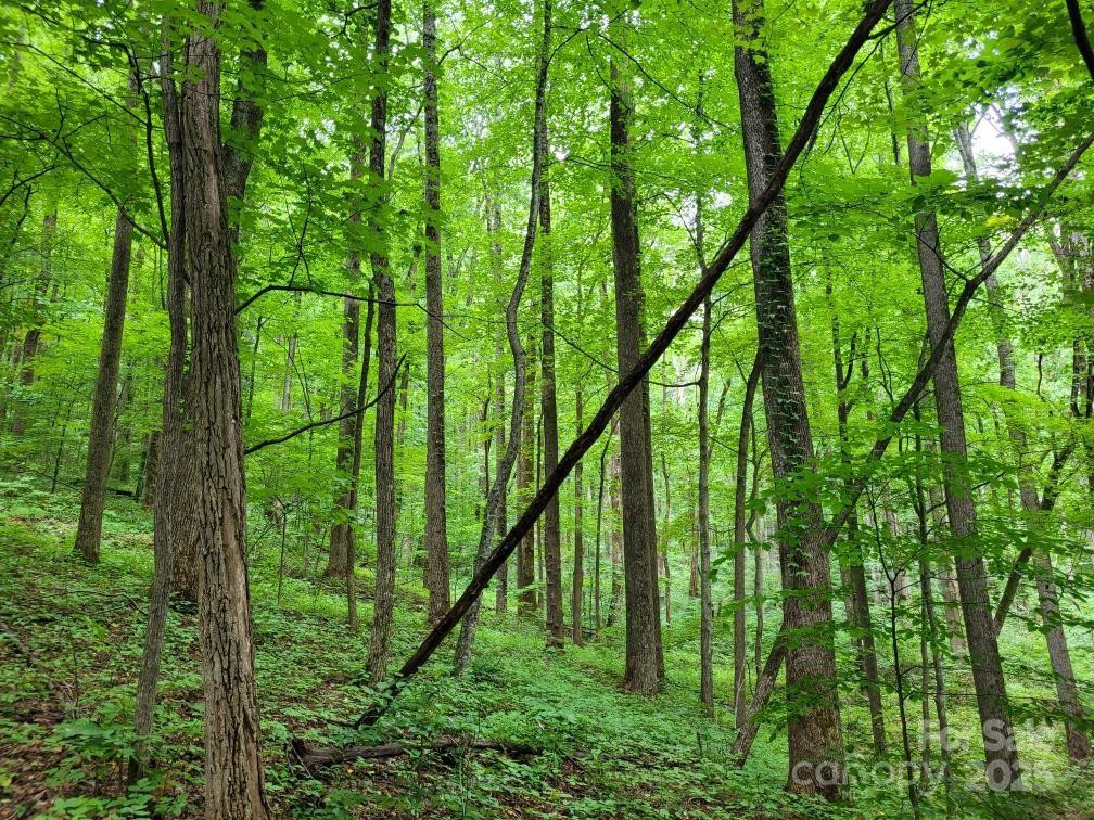 99999 Old Yellow Mountain Road - Photo 15