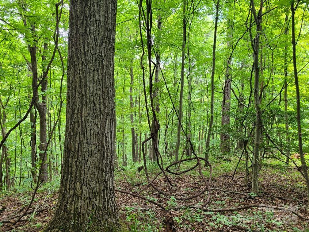 99999 Old Yellow Mountain Road - Photo 20