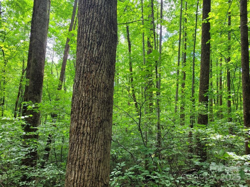 99999 Old Yellow Mountain Road - Photo 32