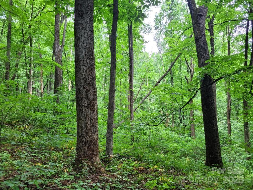 99999 Old Yellow Mountain Road - Photo 8