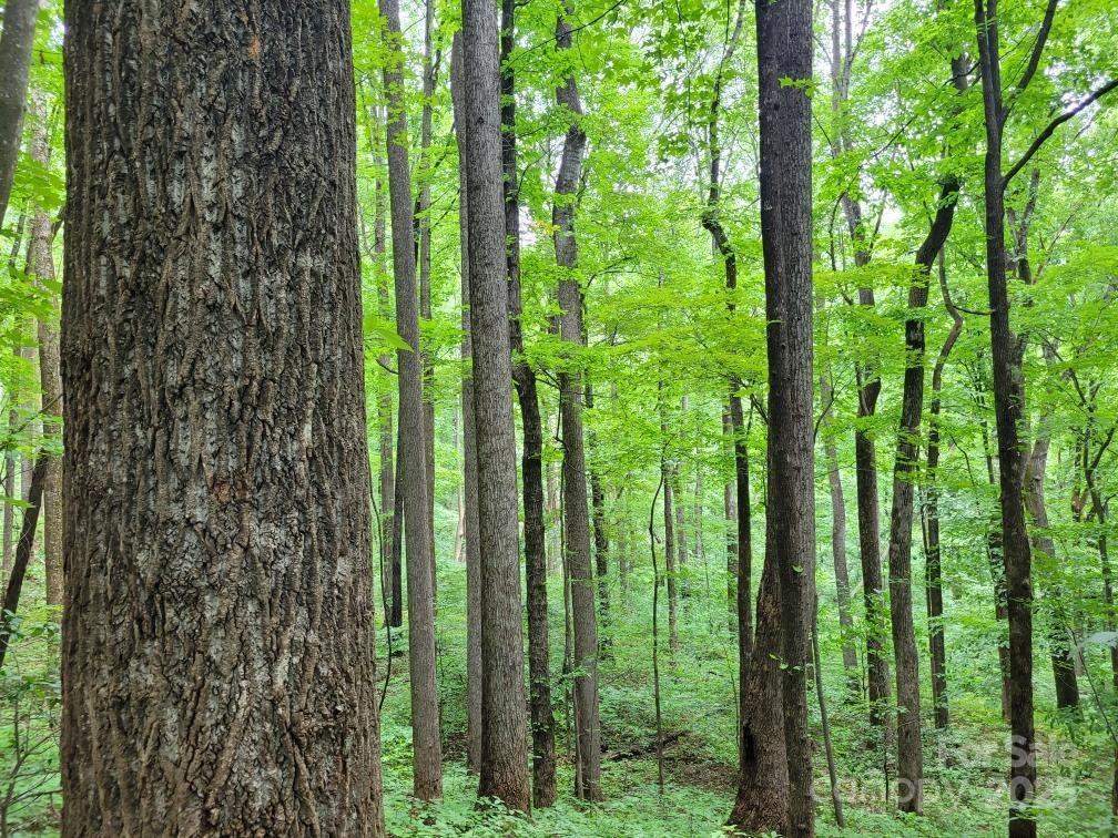 99999 Old Yellow Mountain Road - Photo 9