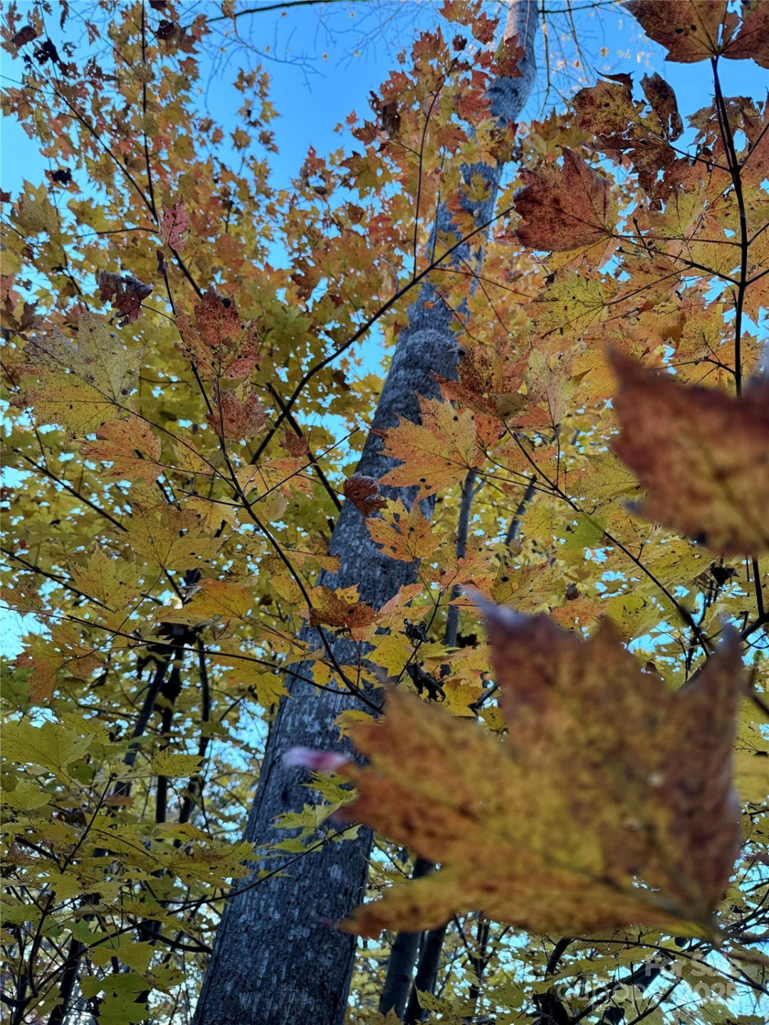 19 Meditation Ridge Extension - Photo 36