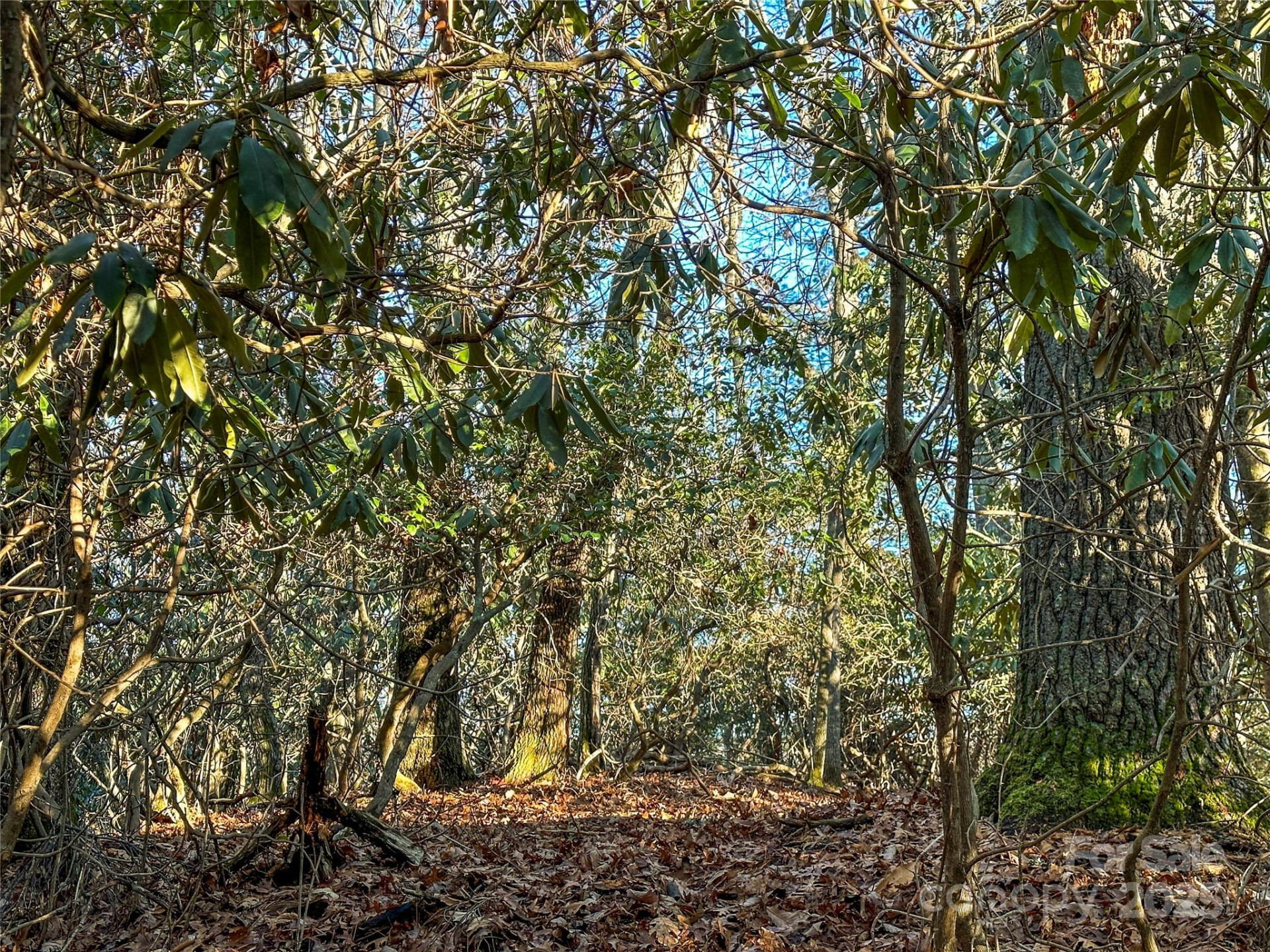 D17 Caroline Lane - Photo 11