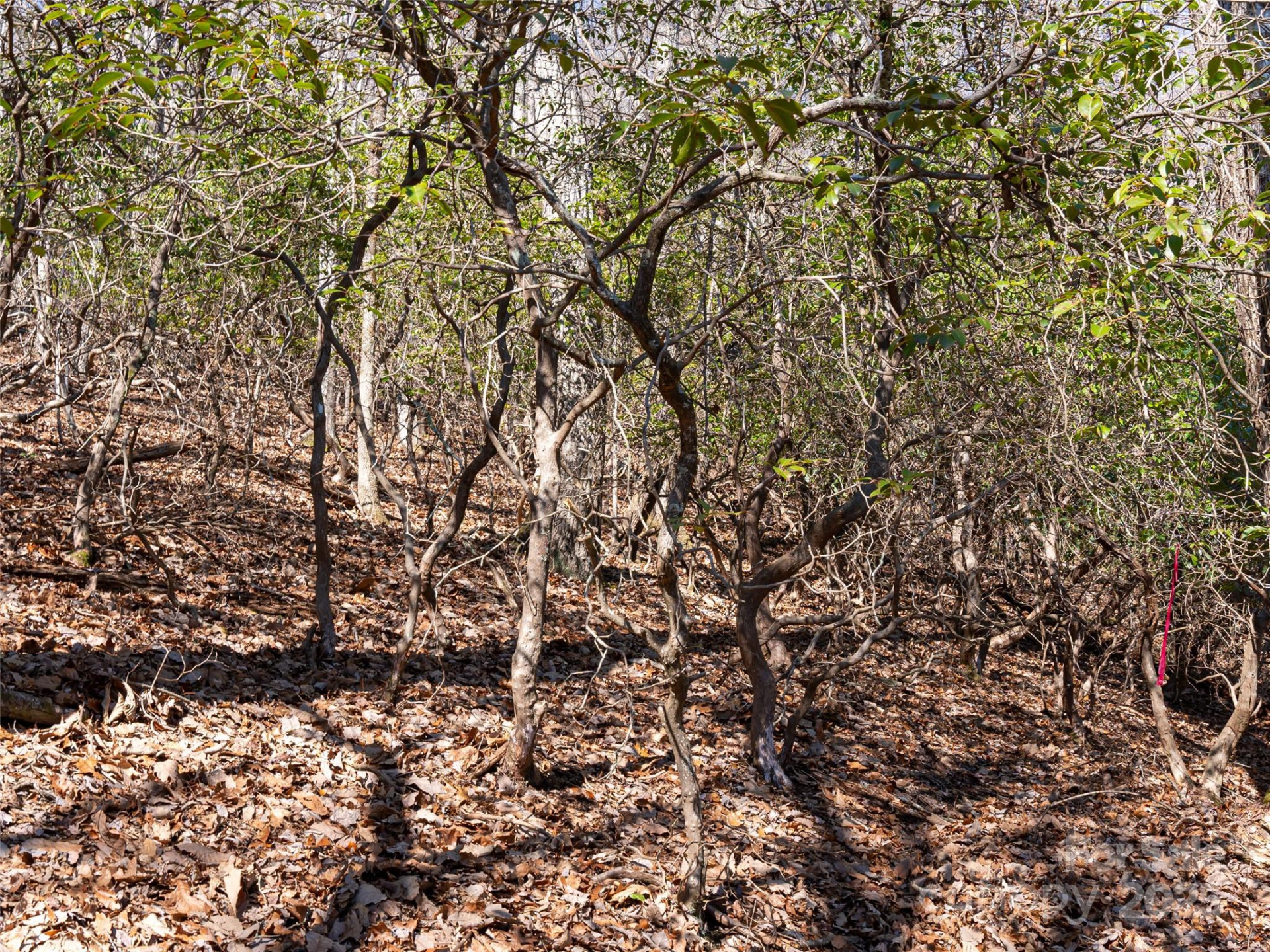 27 Alpen Rose Way - Photo 11