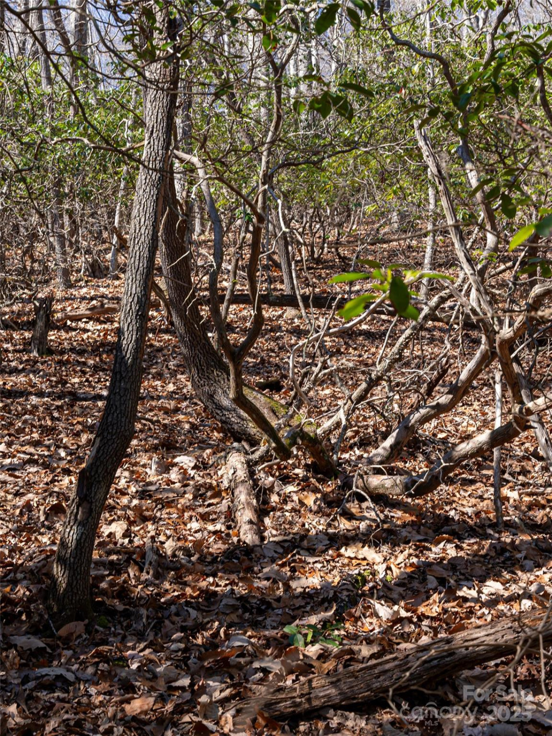 27 Alpen Rose Way - Photo 13